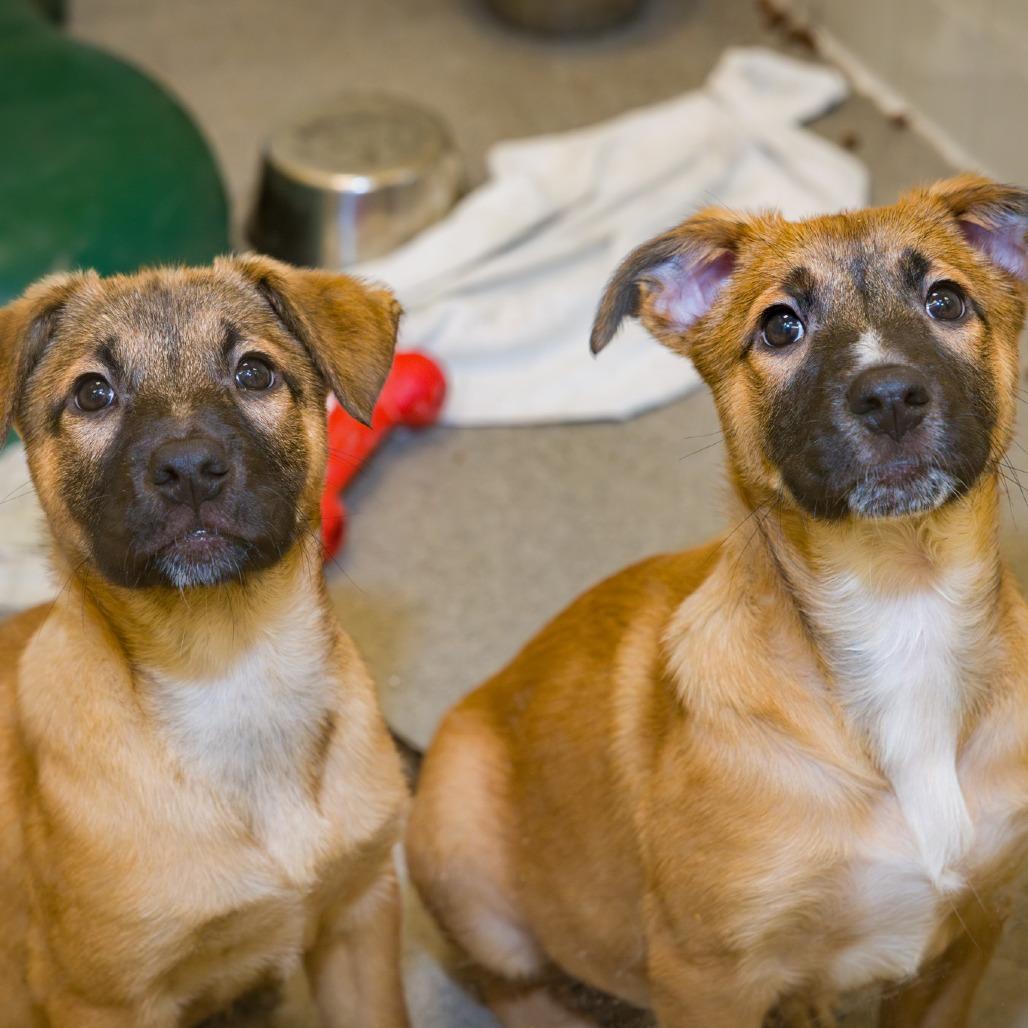 Enlarge Prune, a Adoptable mixed breed in Nashville, TN image 1/3