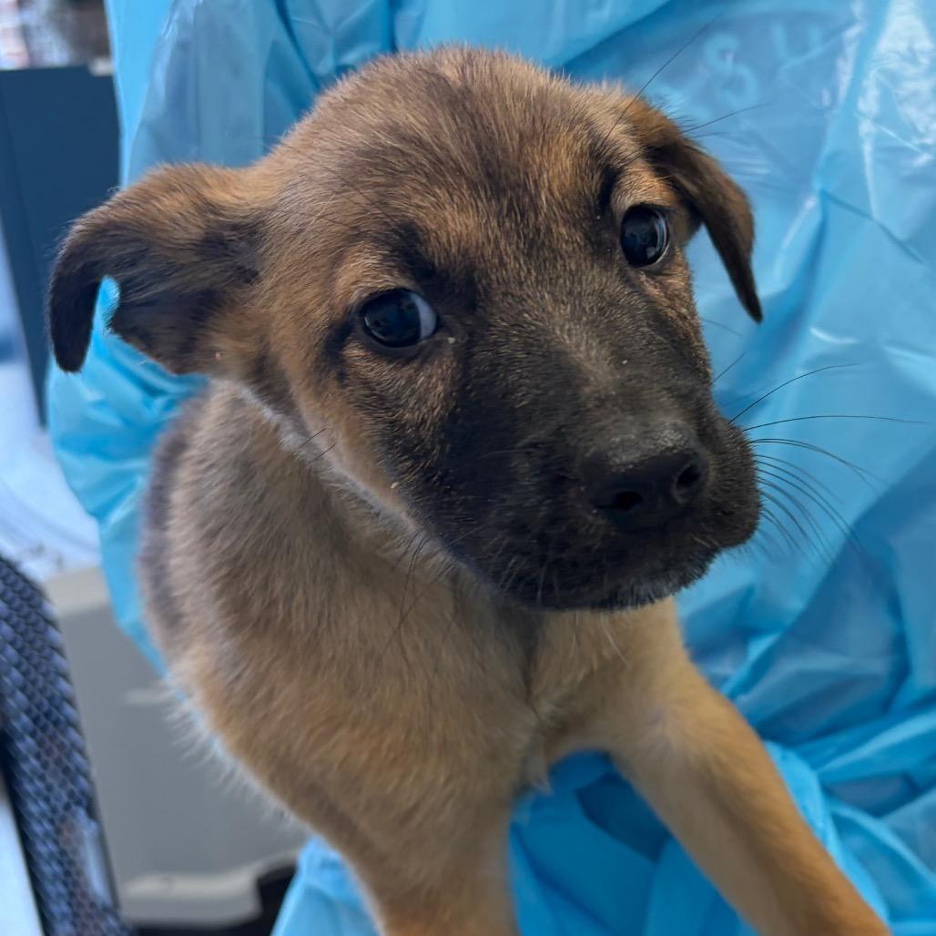 Enlarge Prune, a Adoptable mixed breed in Nashville, TN image 2/3