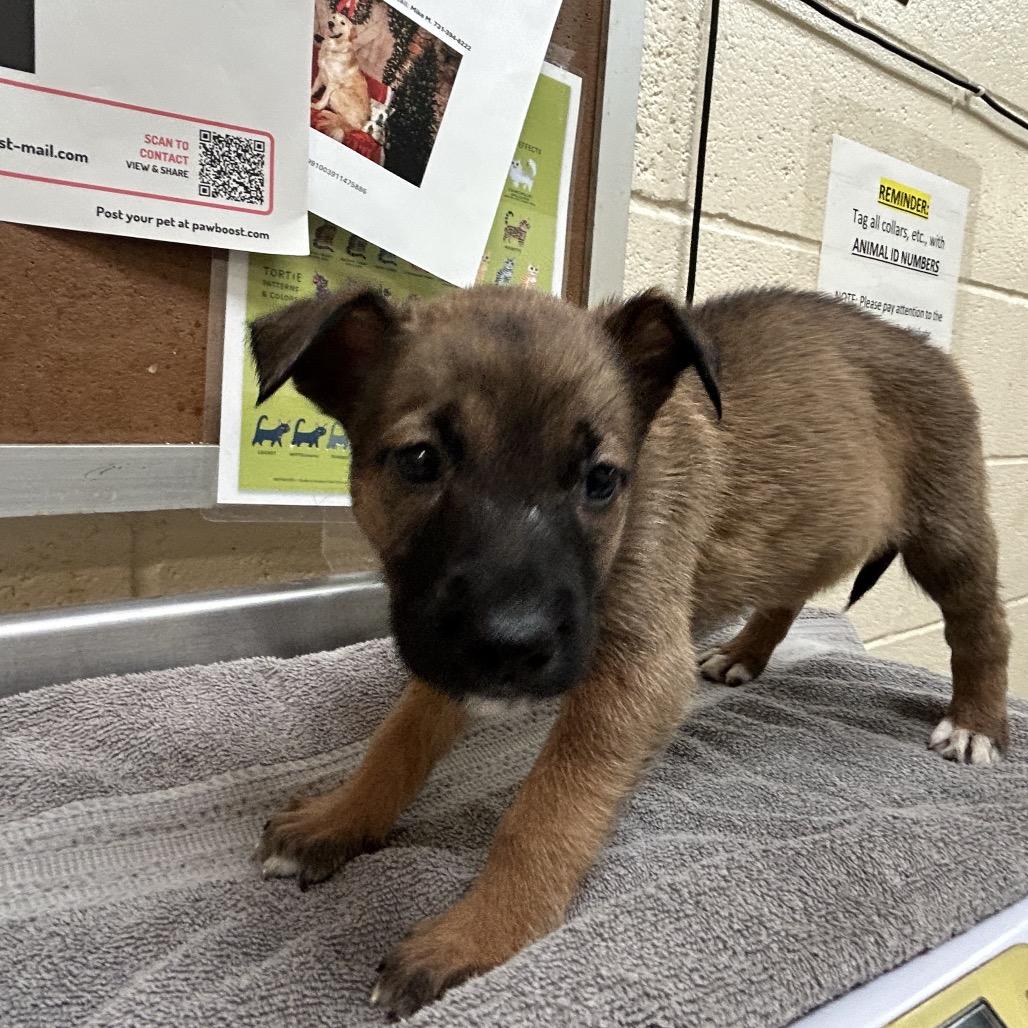 Enlarge Prune, a Adoptable mixed breed in Nashville, TN image 3/3