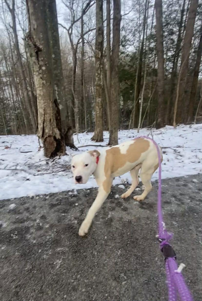Enlarge Trey, a Adoptable Pit Bull Terrier in Frenchburg, KY image 1/2