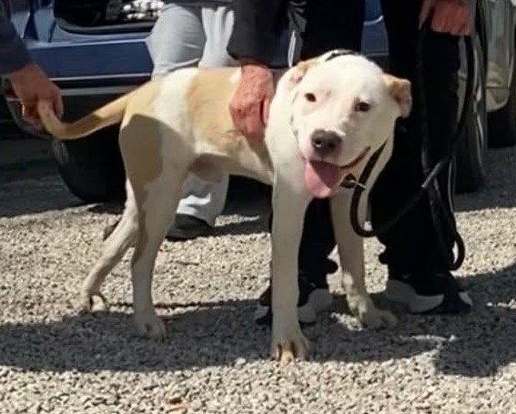 Trey, Adoptable, Young Male Pit Bull Terrier.