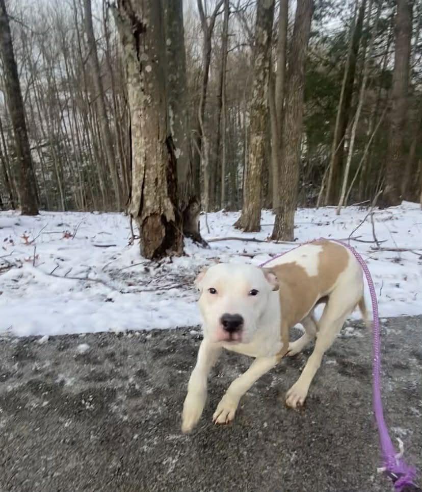Enlarge Trey, a Adoptable Pit Bull Terrier in Frenchburg, KY image 2/2