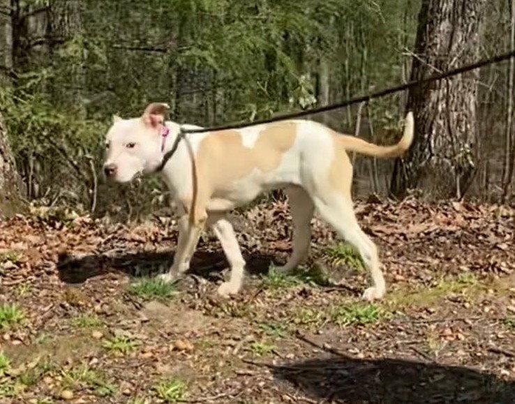 Enlarge Trey, a Adoptable Pit Bull Terrier in Frenchburg, KY image 2/3