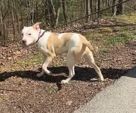 Enlarge Trey, a Adoptable Pit Bull Terrier in Frenchburg, KY image 3/3