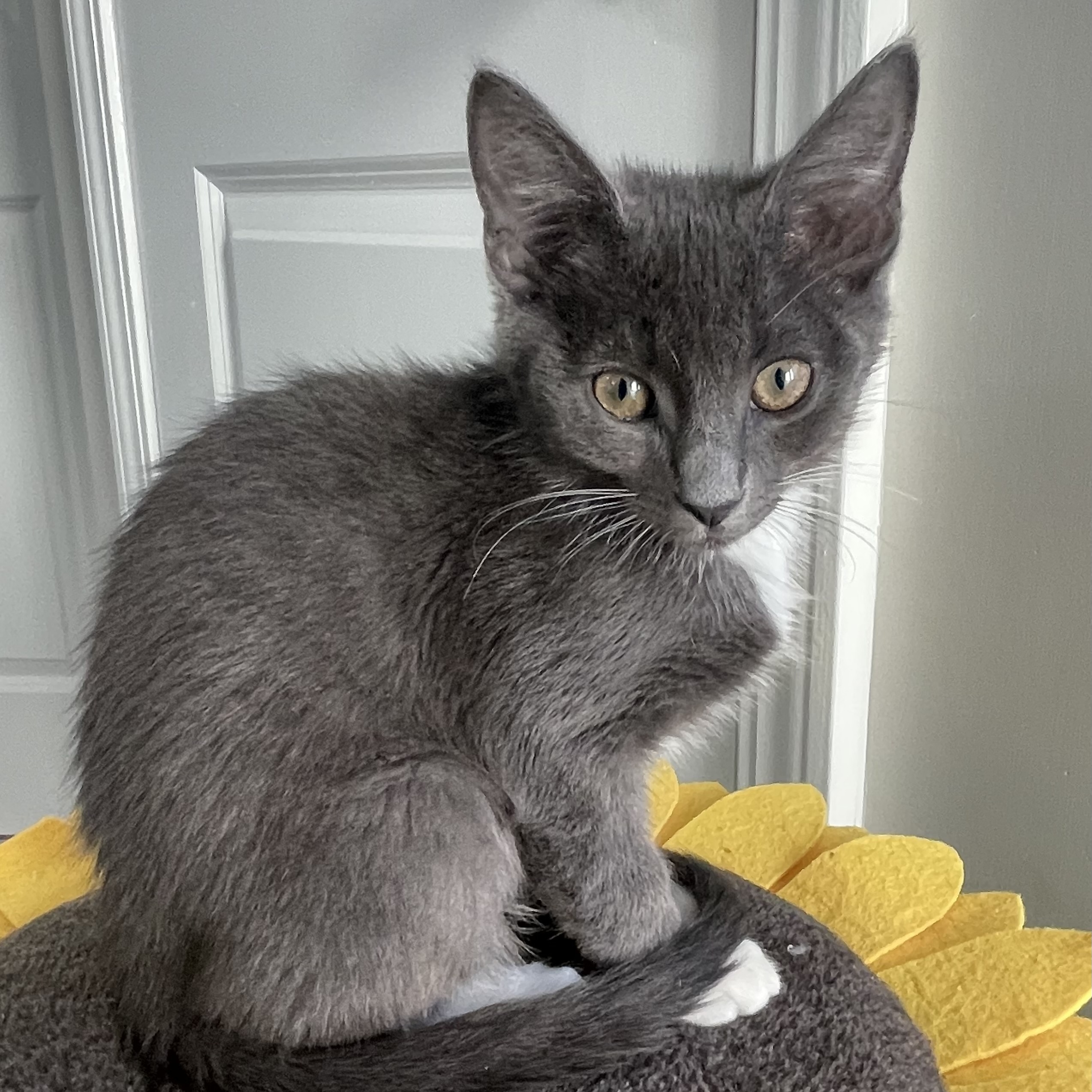 Enlarge Roo, a Adoptable Domestic Short Hair in Auburn, GA image 1/1