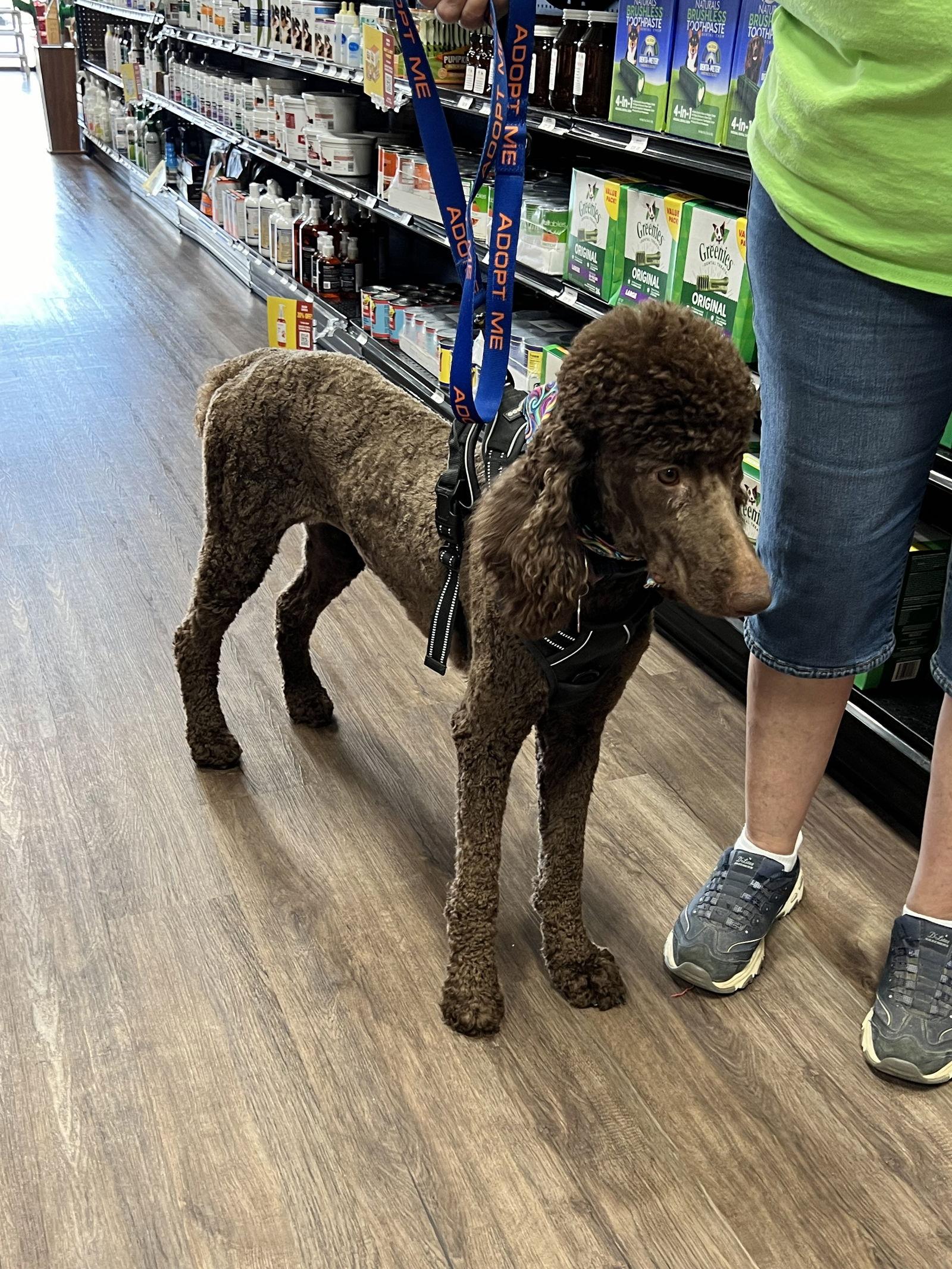 Chanel, a Adopted Standard Poodle in Munford, TN image 1/3