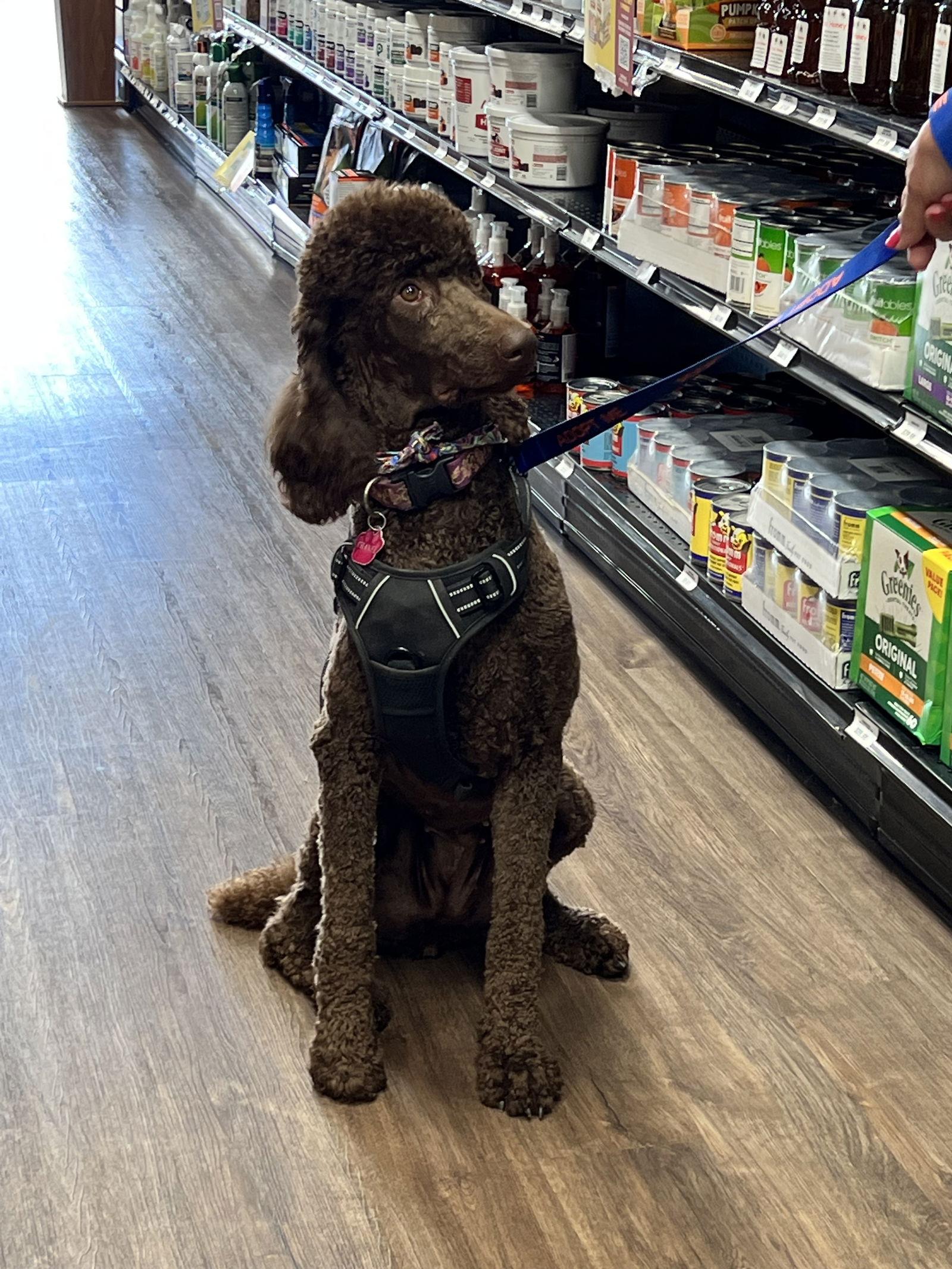 Chanel, a Adopted Standard Poodle in Munford, TN image 2/3
