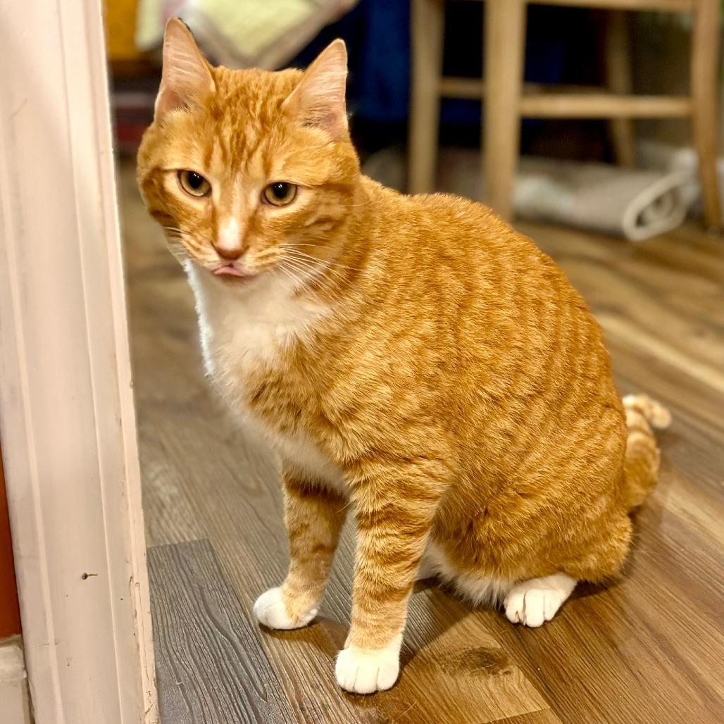 Fozzie, Adoptable, Adult Male Domestic Short Hair.