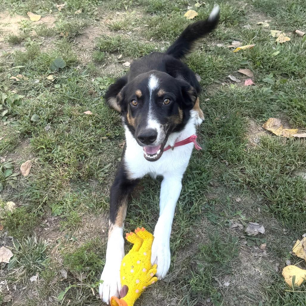 Enlarge Hannibal, a Adoptable mixed breed in Warrensburg, MO image 1/6