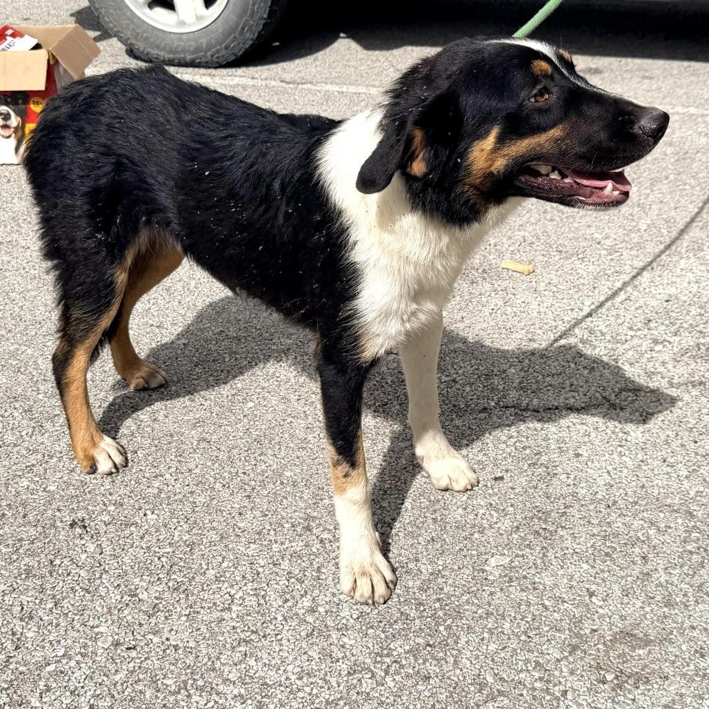 Enlarge Hannibal, a Adoptable mixed breed in Warrensburg, MO image 2/6