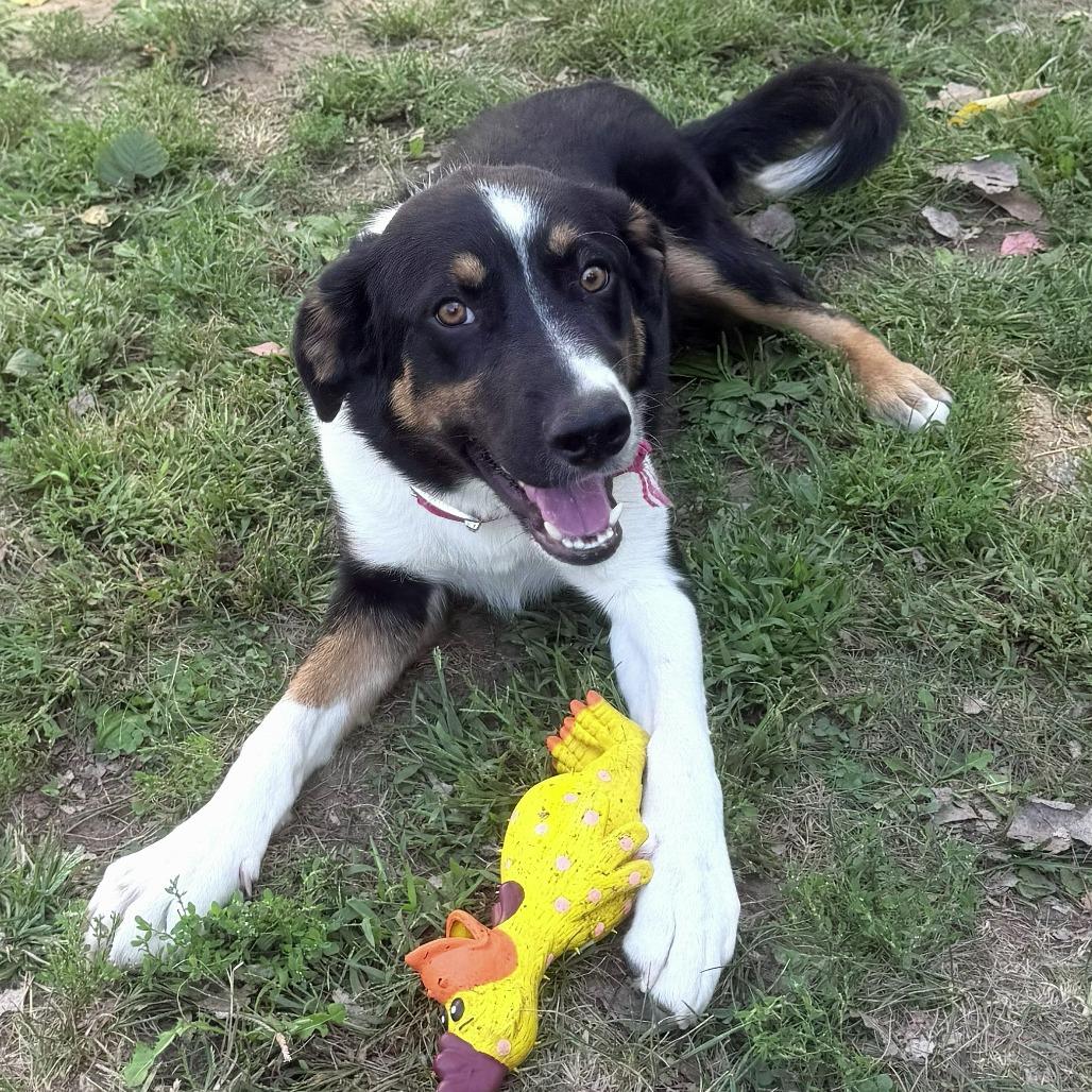 Enlarge Hannibal, a Adoptable mixed breed in Warrensburg, MO image 3/6