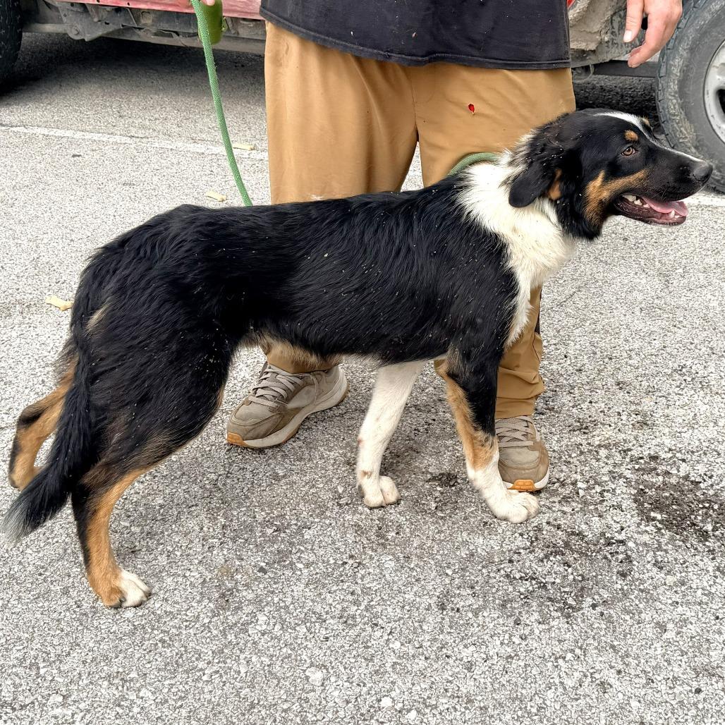 Enlarge Hannibal, a Adoptable mixed breed in Warrensburg, MO image 4/6