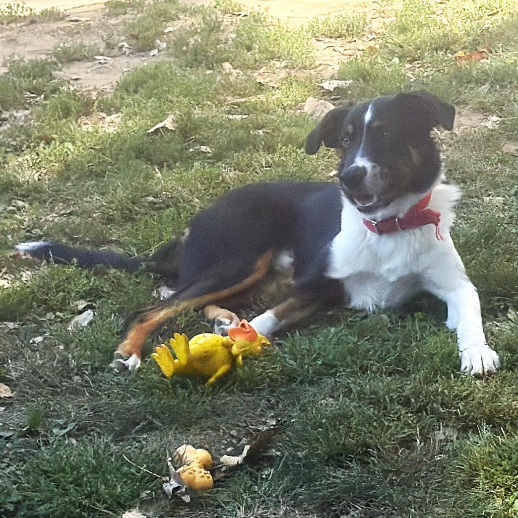 Enlarge Hannibal, a Adoptable mixed breed in Warrensburg, MO image 5/6