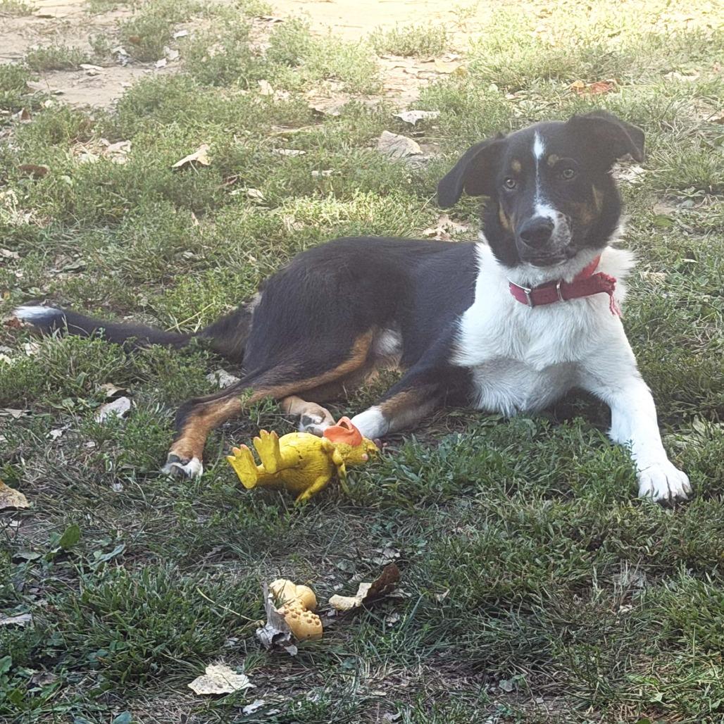 Enlarge Hannibal, a Adoptable mixed breed in Warrensburg, MO image 6/6