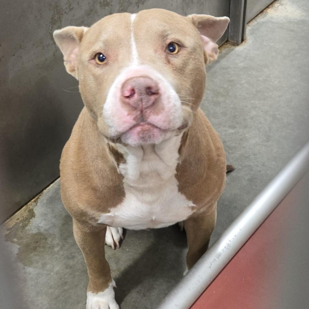 Mack, Adoptable, Adult Male Pit Bull Terrier.