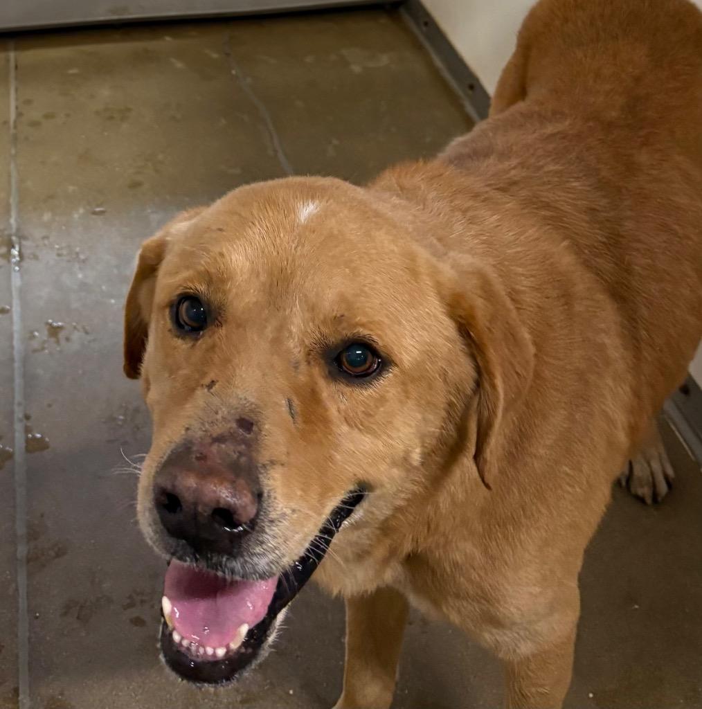 Mega Mind, Adoptable, Adult Male Labrador Retriever & Mixed Breed.