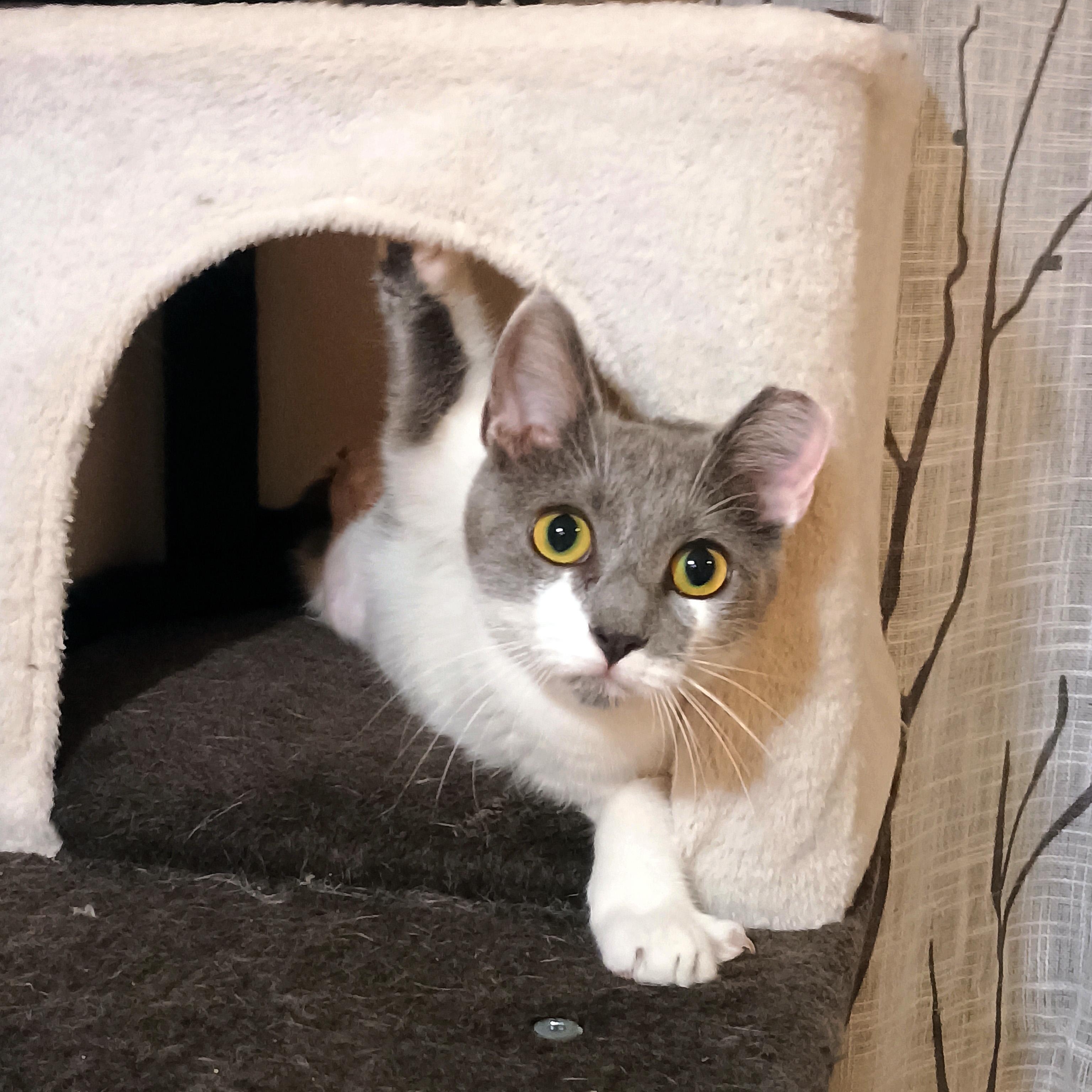 Polpetta, a ADOPTABLE Domestic Short Hair in Apex, NC image 4/6