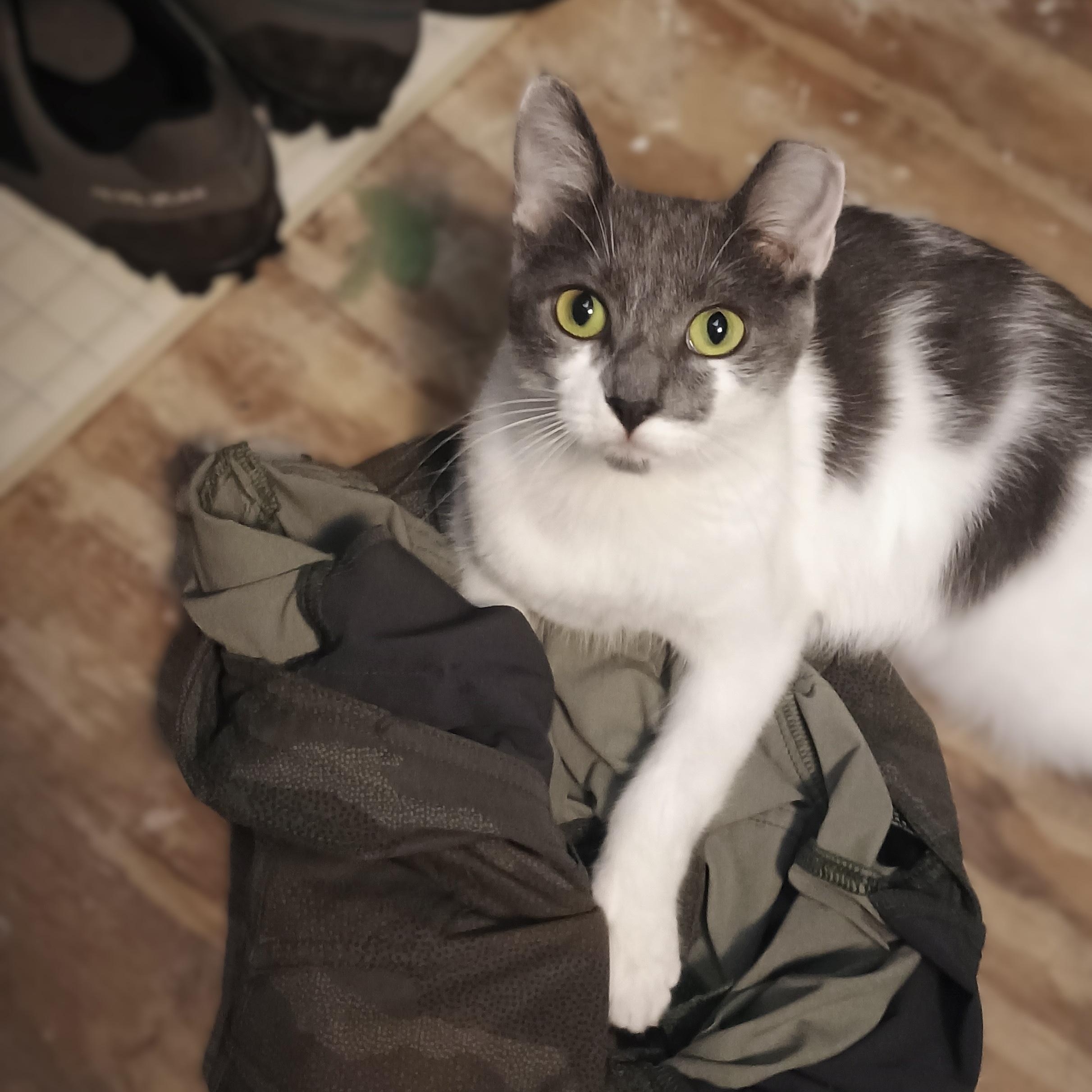 Enlarge Polpetta, a ADOPTABLE Domestic Short Hair in Apex, NC image 6/6