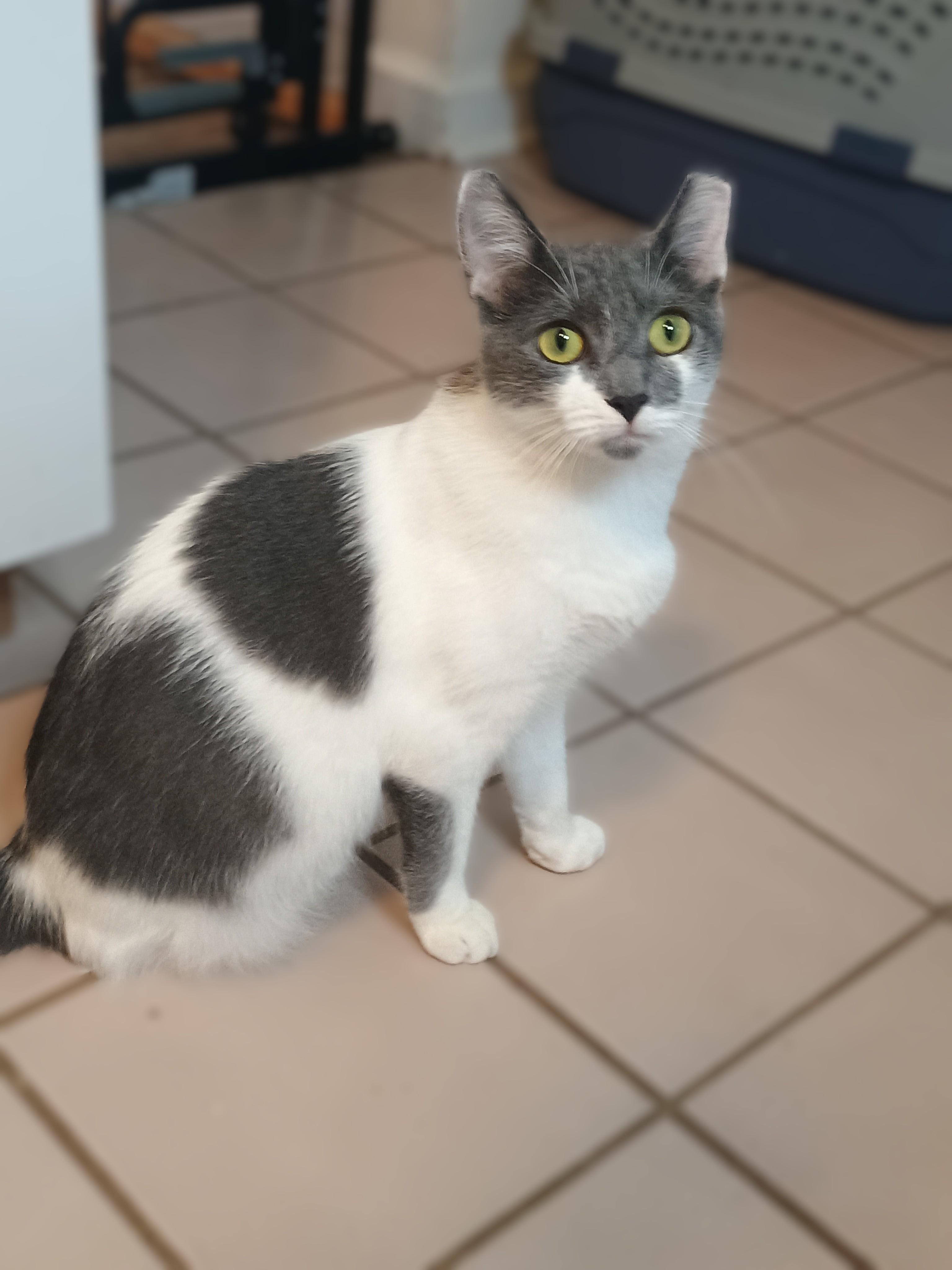 Enlarge Polpetta, a ADOPTABLE Domestic Short Hair in Apex, NC image 4/6