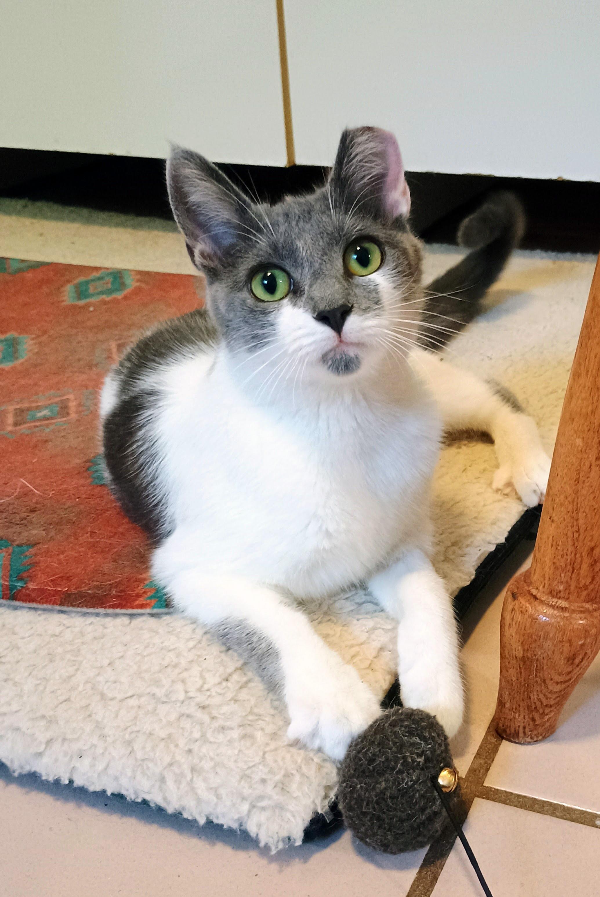 Polpetta, ADOPTABLE, Young Female Domestic Short Hair.