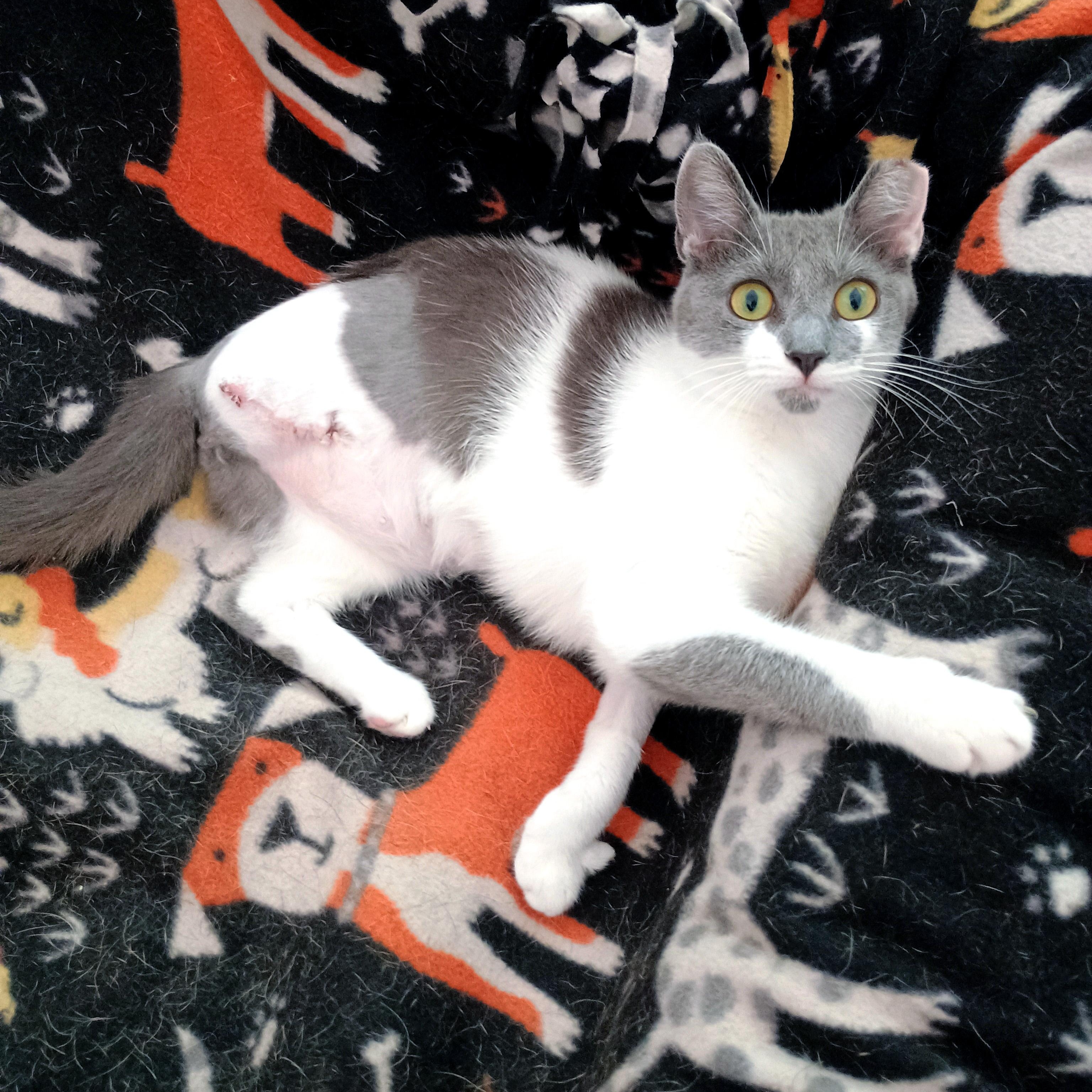Polpetta, a ADOPTABLE Domestic Short Hair in Apex, NC image 5/6