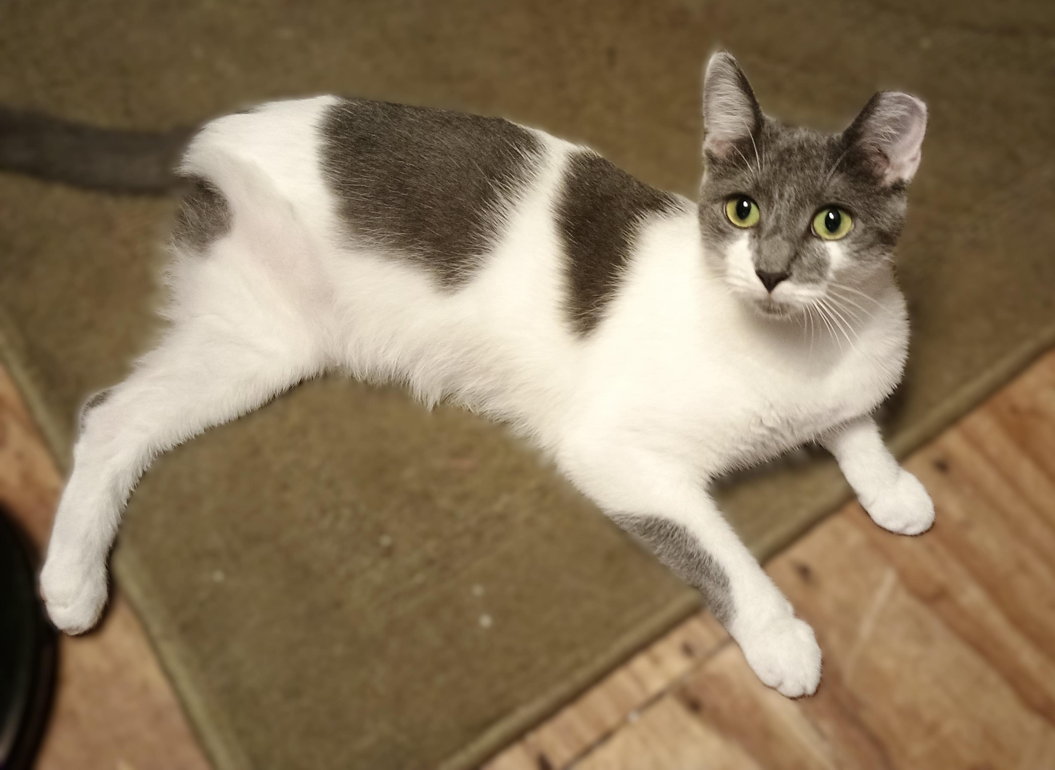 Enlarge Polpetta, a ADOPTABLE Domestic Short Hair in Apex, NC image 5/6