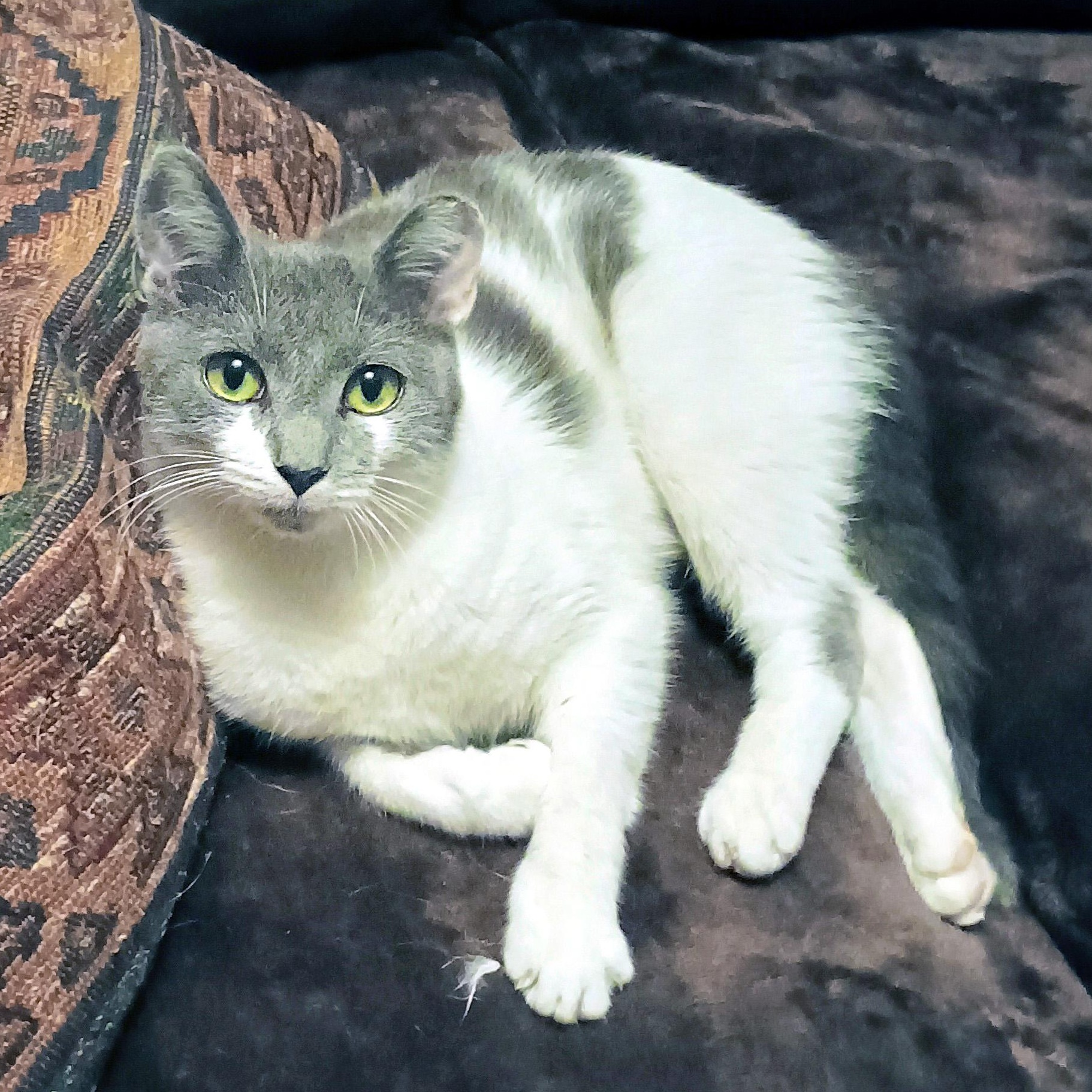 Polpetta, a ADOPTABLE Domestic Short Hair in Apex, NC image 3/6