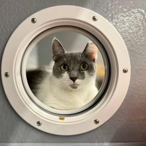 Polpetta, a ADOPTABLE Domestic Short Hair in Apex, NC image 6/6