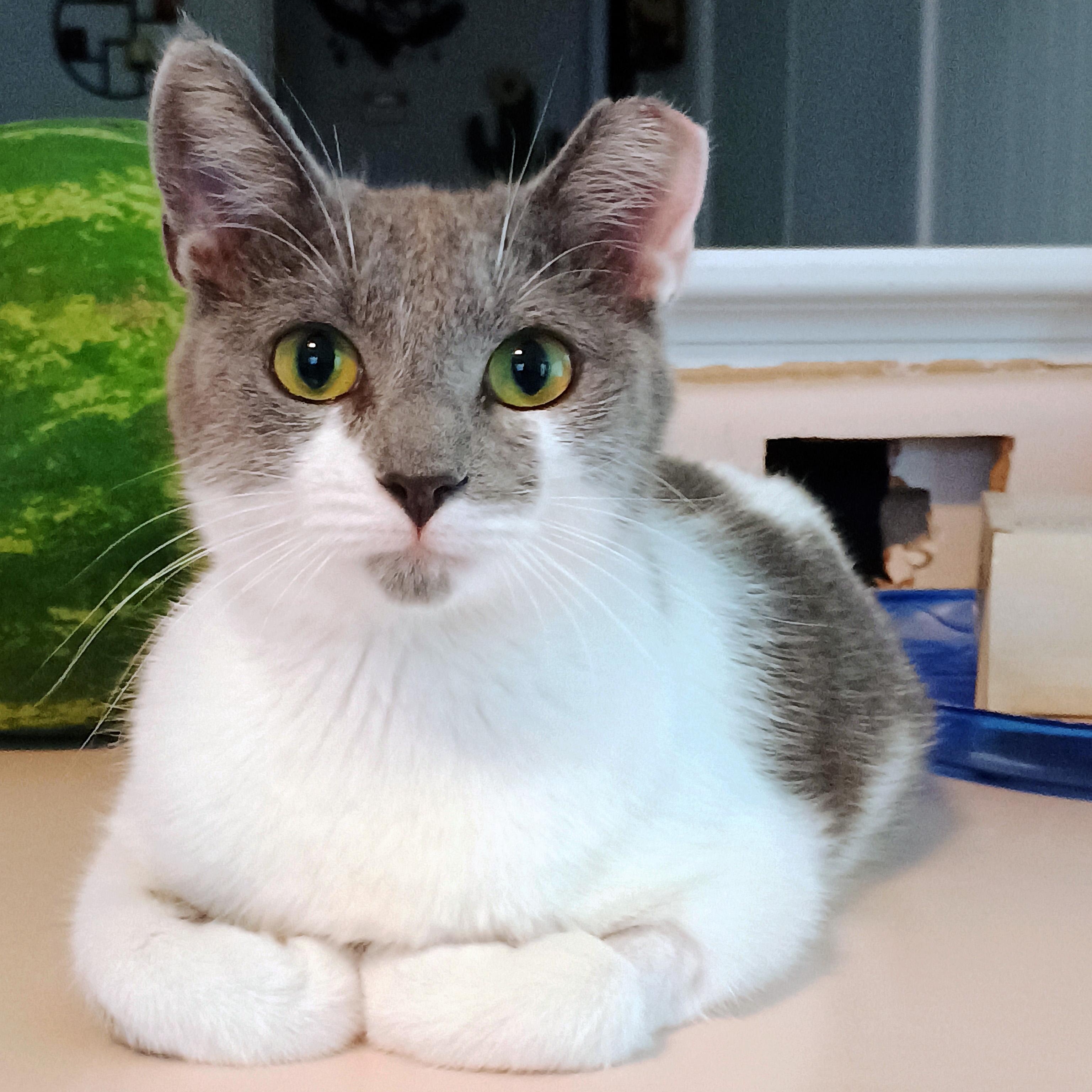 Polpetta, a ADOPTABLE Domestic Short Hair in Apex, NC image 2/6