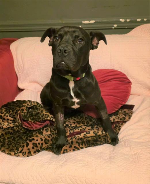 Enlarge VESPER, a Adoptable Mixed Breed in Columbia, SC image 1/1