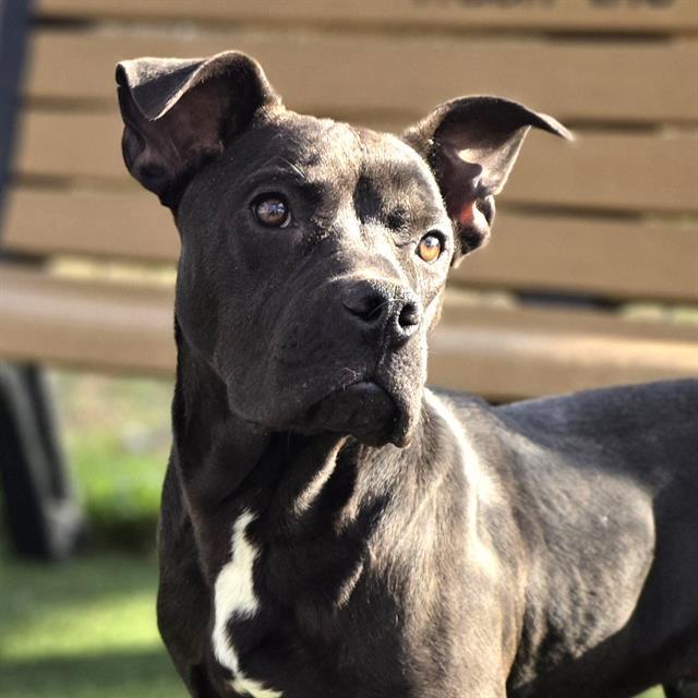 Enlarge VESPER, a Adoptable Mixed Breed in Columbia, SC image 1/2