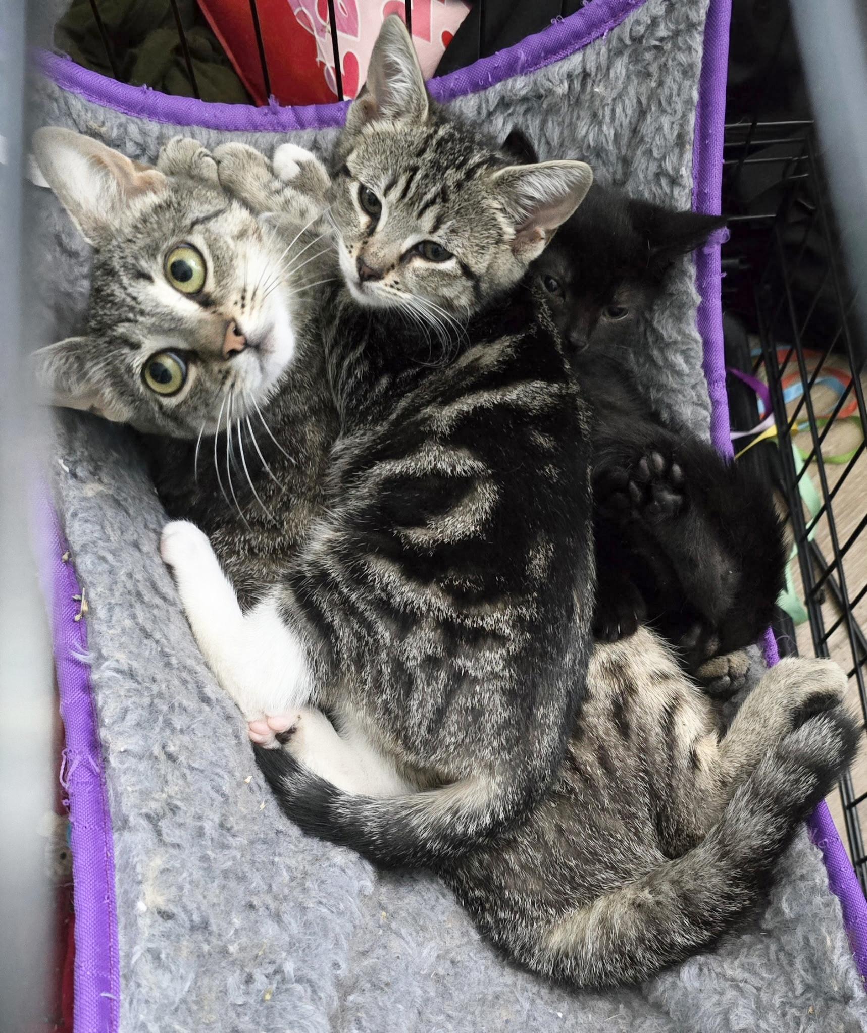 Void, a ADOPTABLE American Shorthair in Salisbury Mills, NY image 4/4