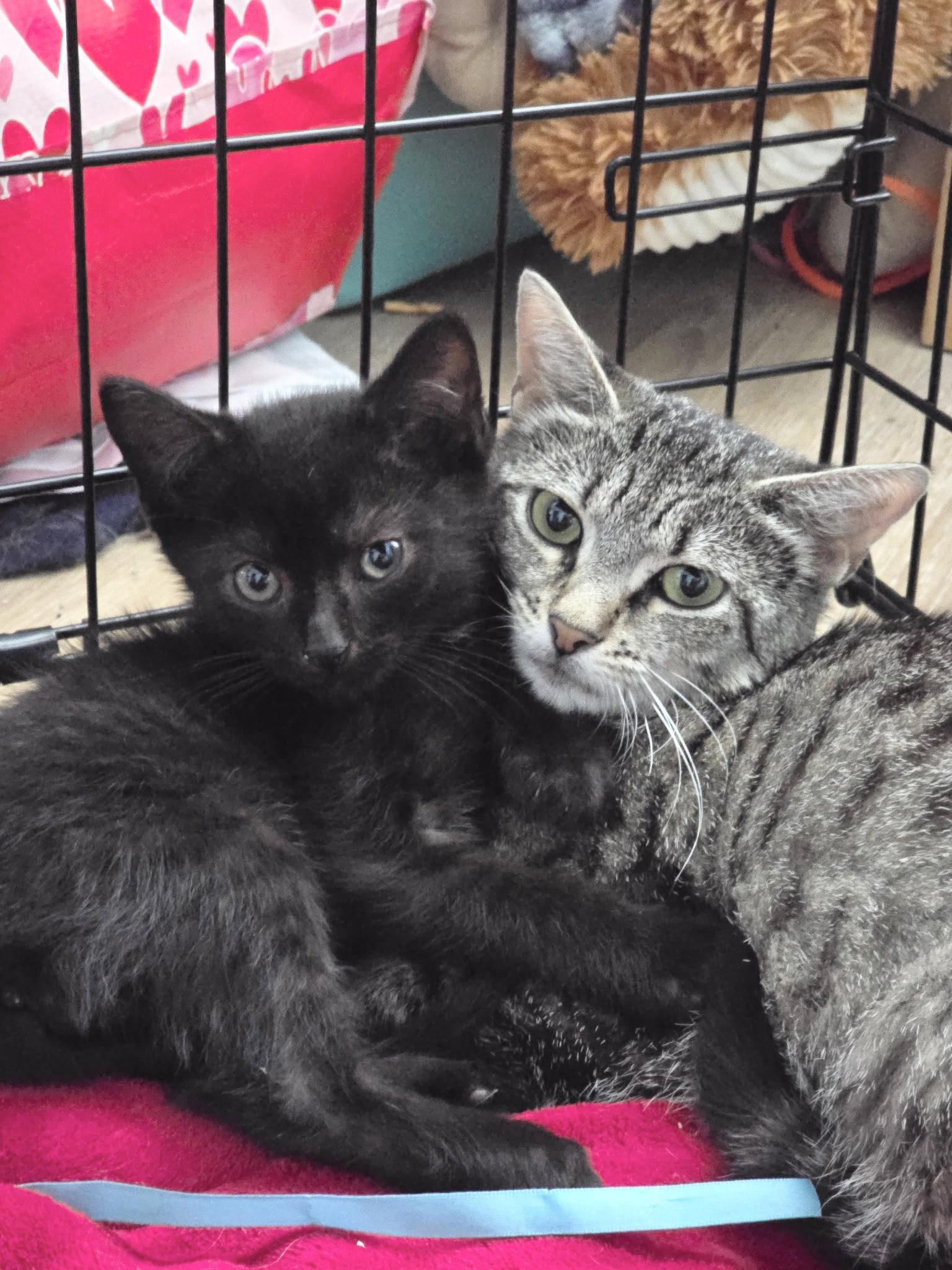 Void, a ADOPTABLE American Shorthair in Salisbury Mills, NY image 3/4