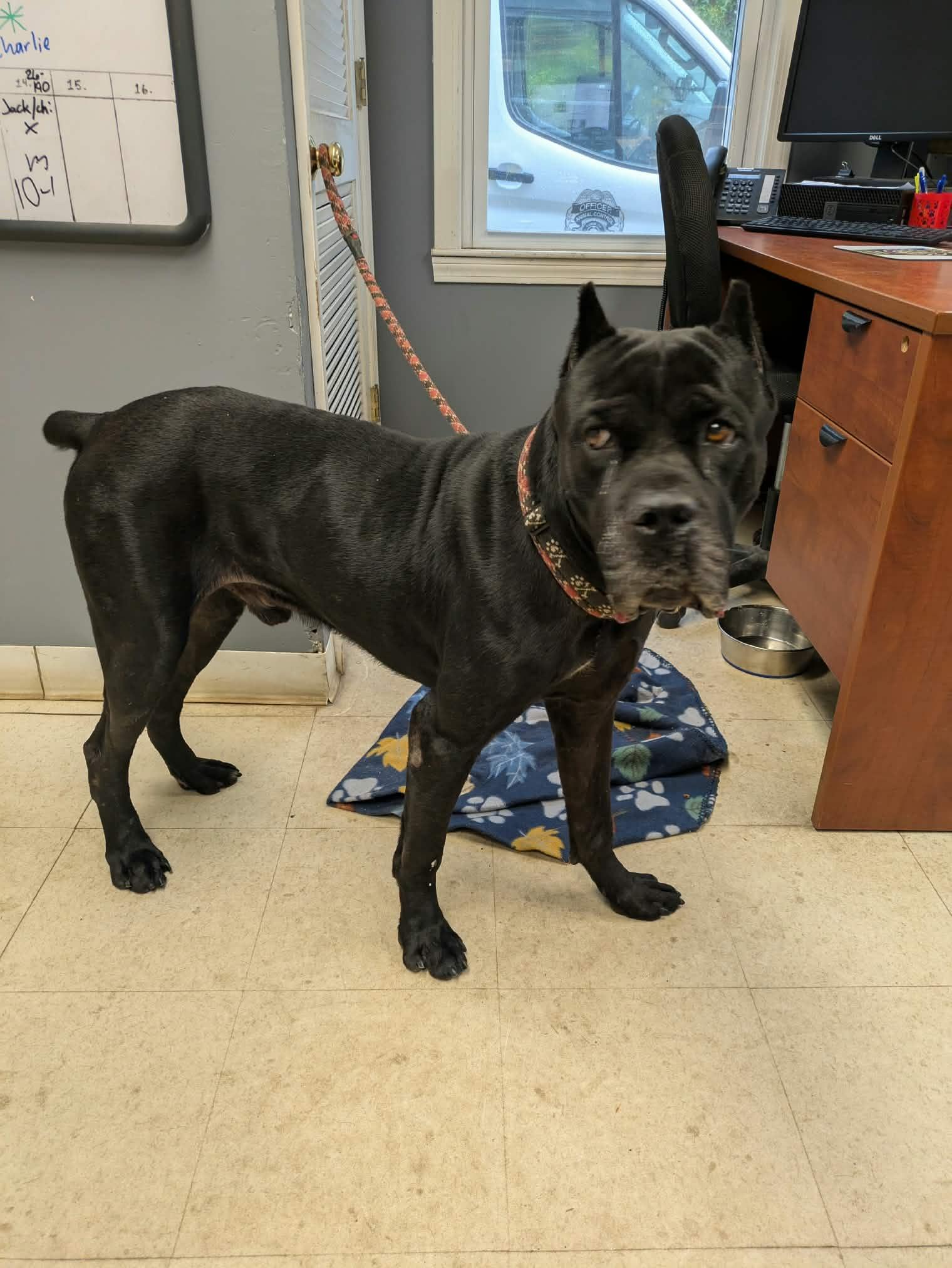 Enlarge Toothless, a Adopted Cane Corso in Brockton, MA image 4/4