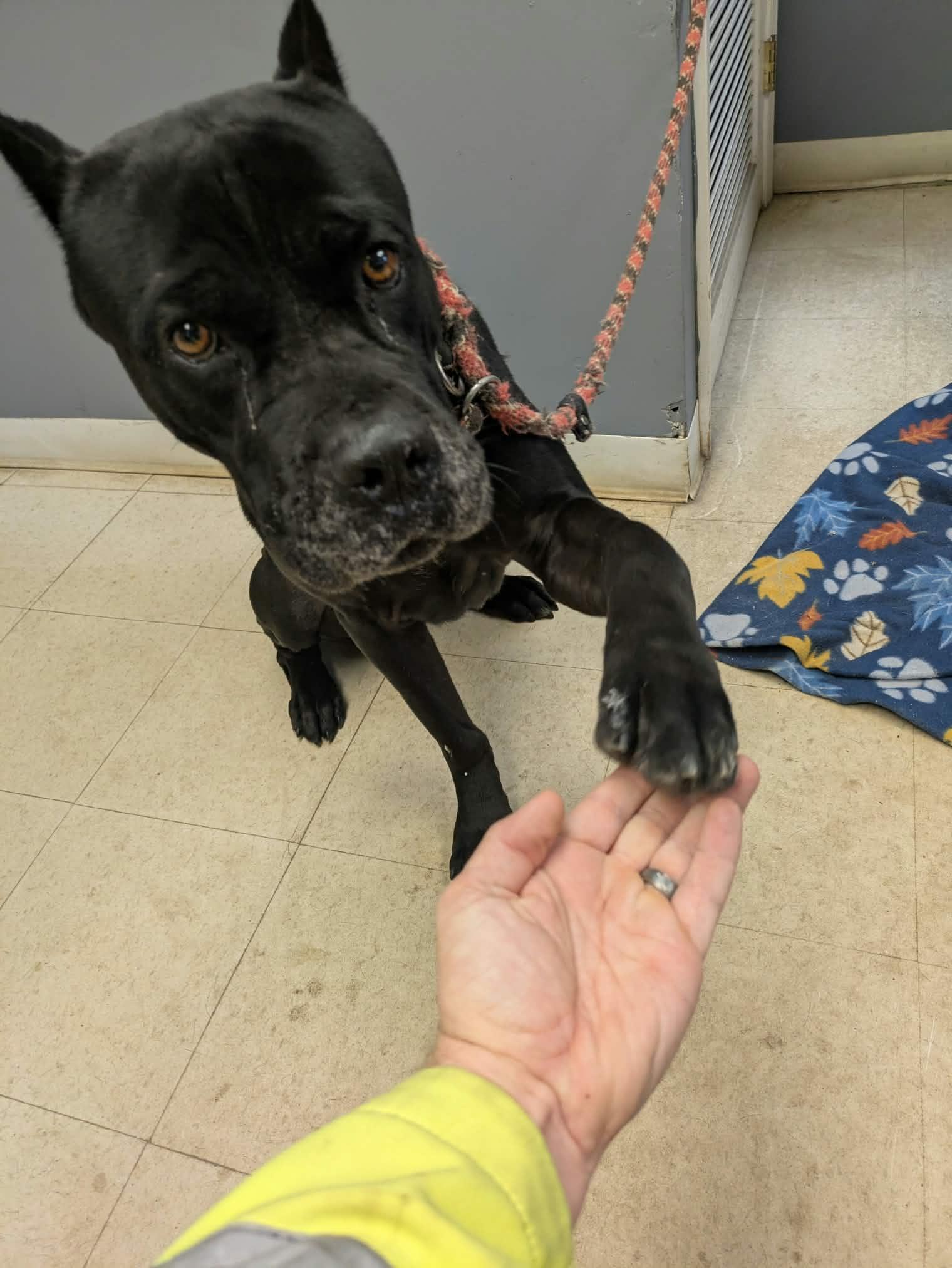 Enlarge Toothless, a Adopted Cane Corso in Brockton, MA image 2/4