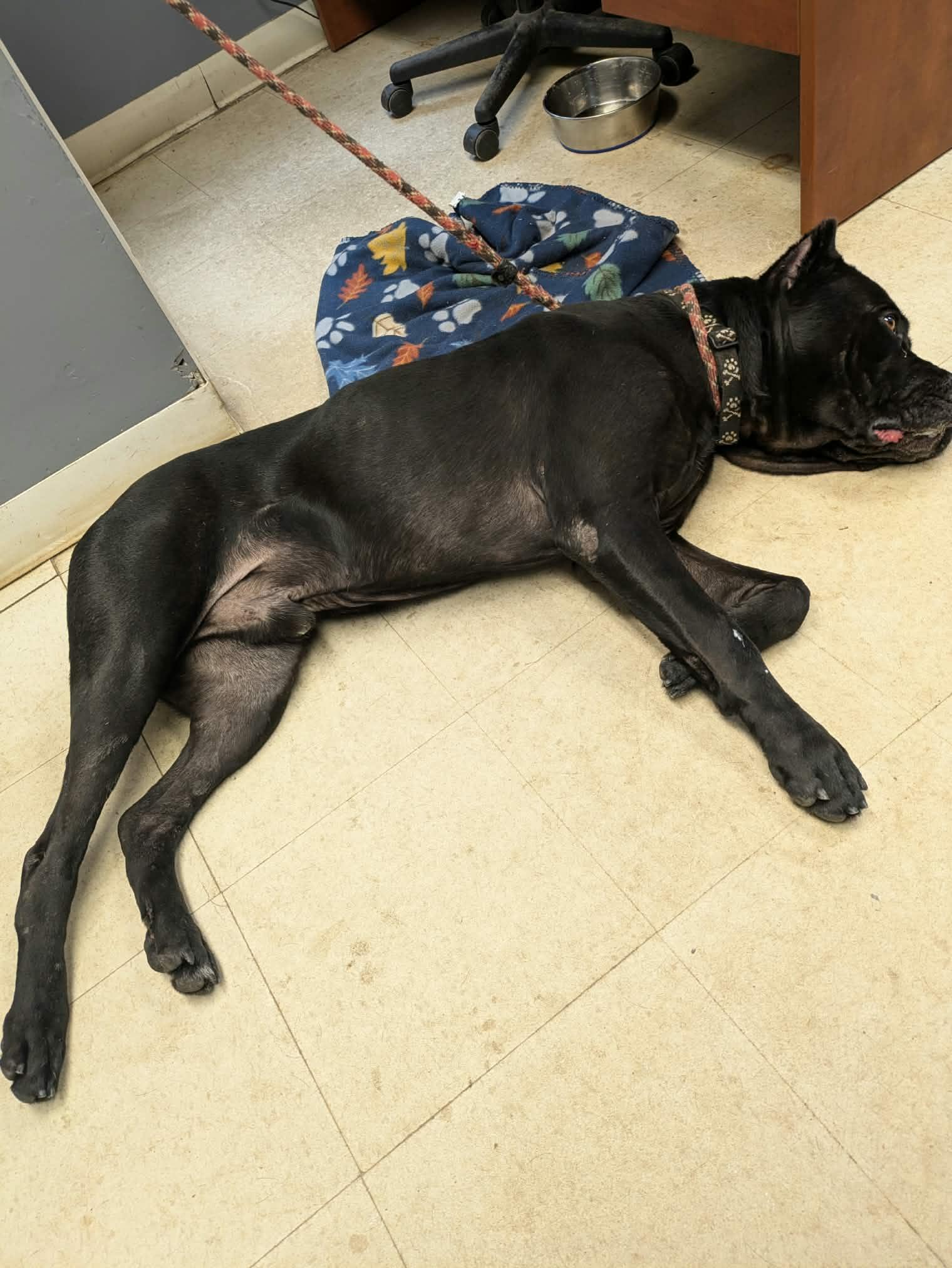Enlarge Toothless, a Adopted Cane Corso in Brockton, MA image 3/4
