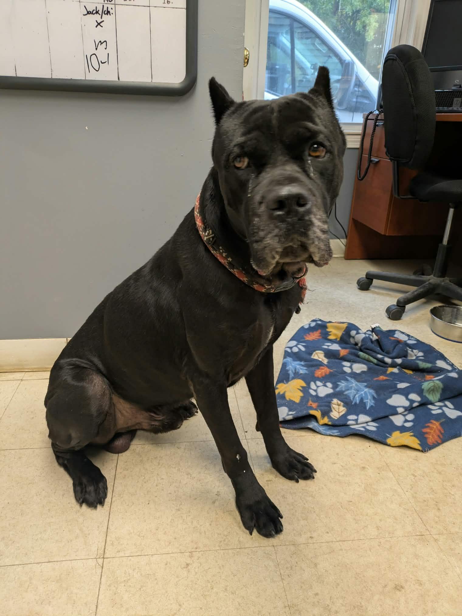 Toothless, Adopted, Young Male Cane Corso.