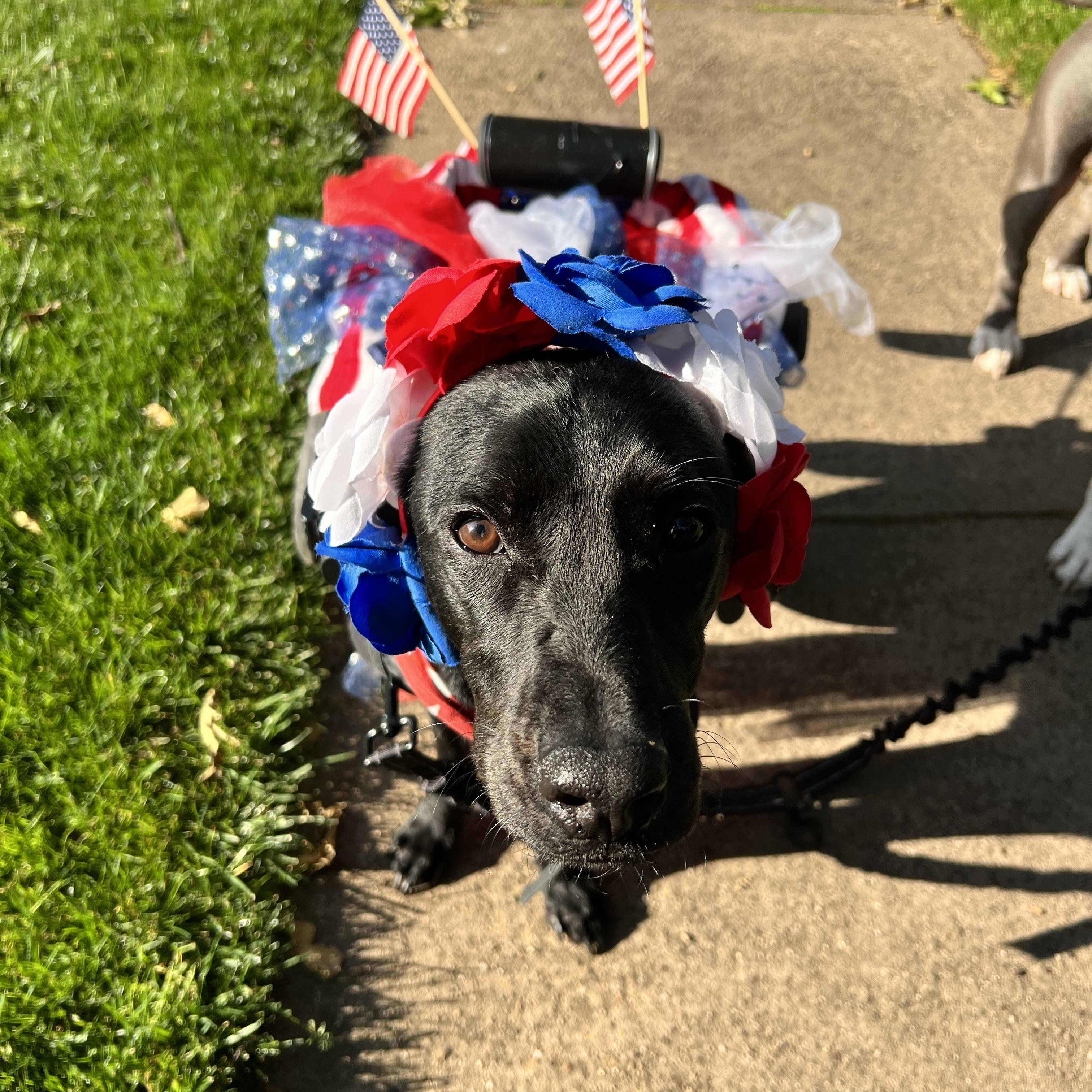 Penny, ADOPTABLE, Young Female Black Labrador Retriever.