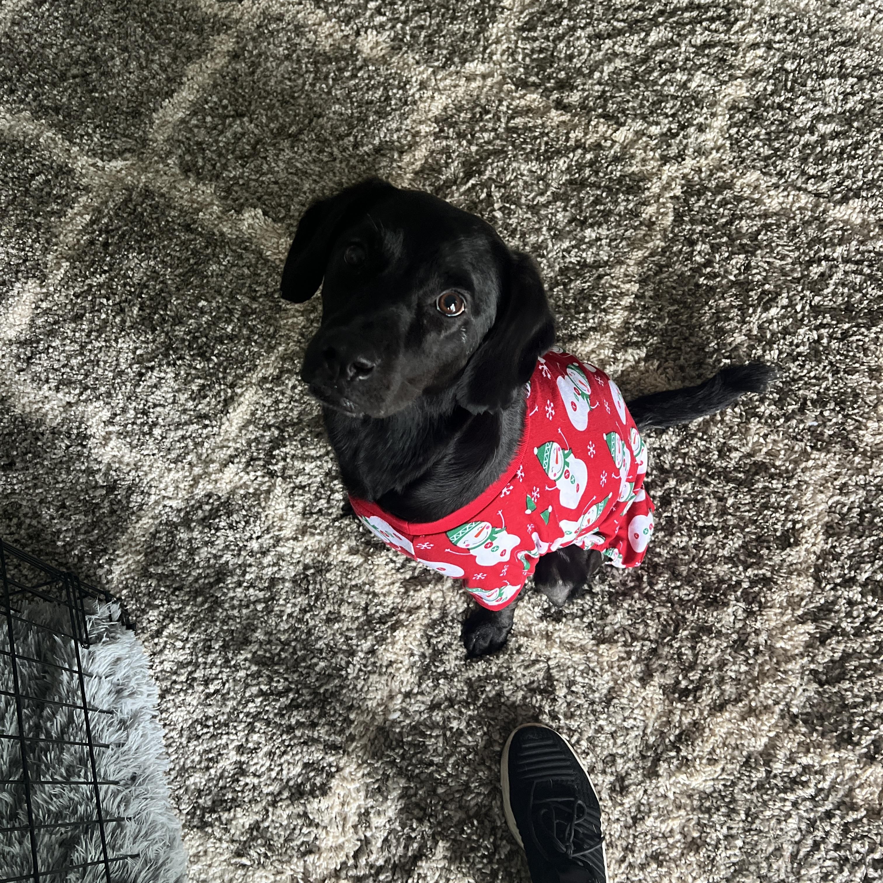 Enlarge Penny, a ADOPTABLE Black Labrador Retriever in Saratoga Springs, NY image 3/5