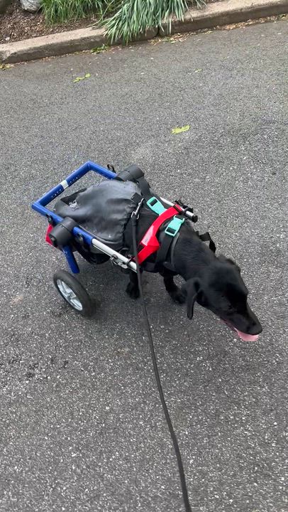 Enlarge Penny, a ADOPTABLE Black Labrador Retriever in Saratoga Springs, NY video 5/5