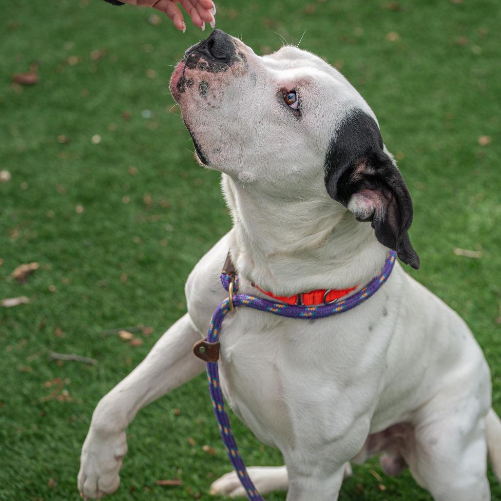 Elvis, Adoptable, Adult Male Mixed Breed.