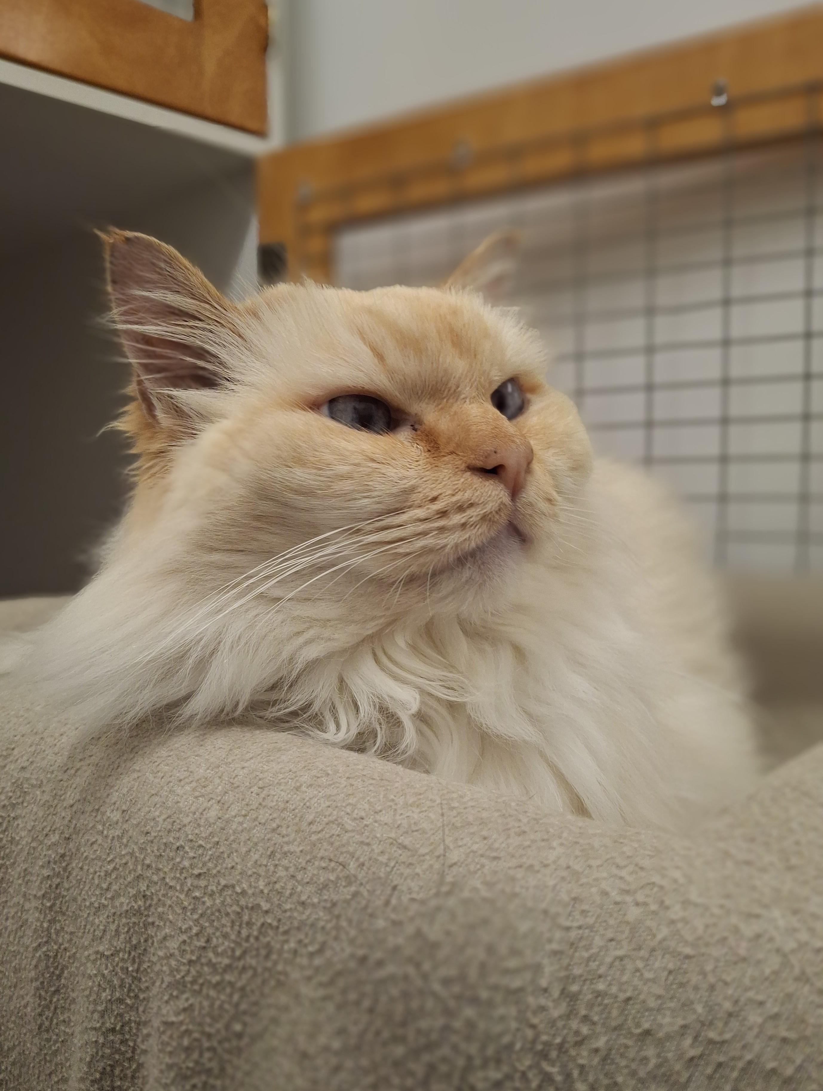 Enlarge Wilbur, a ADOPTABLE Domestic Long Hair in Victoria, BC image 2/2