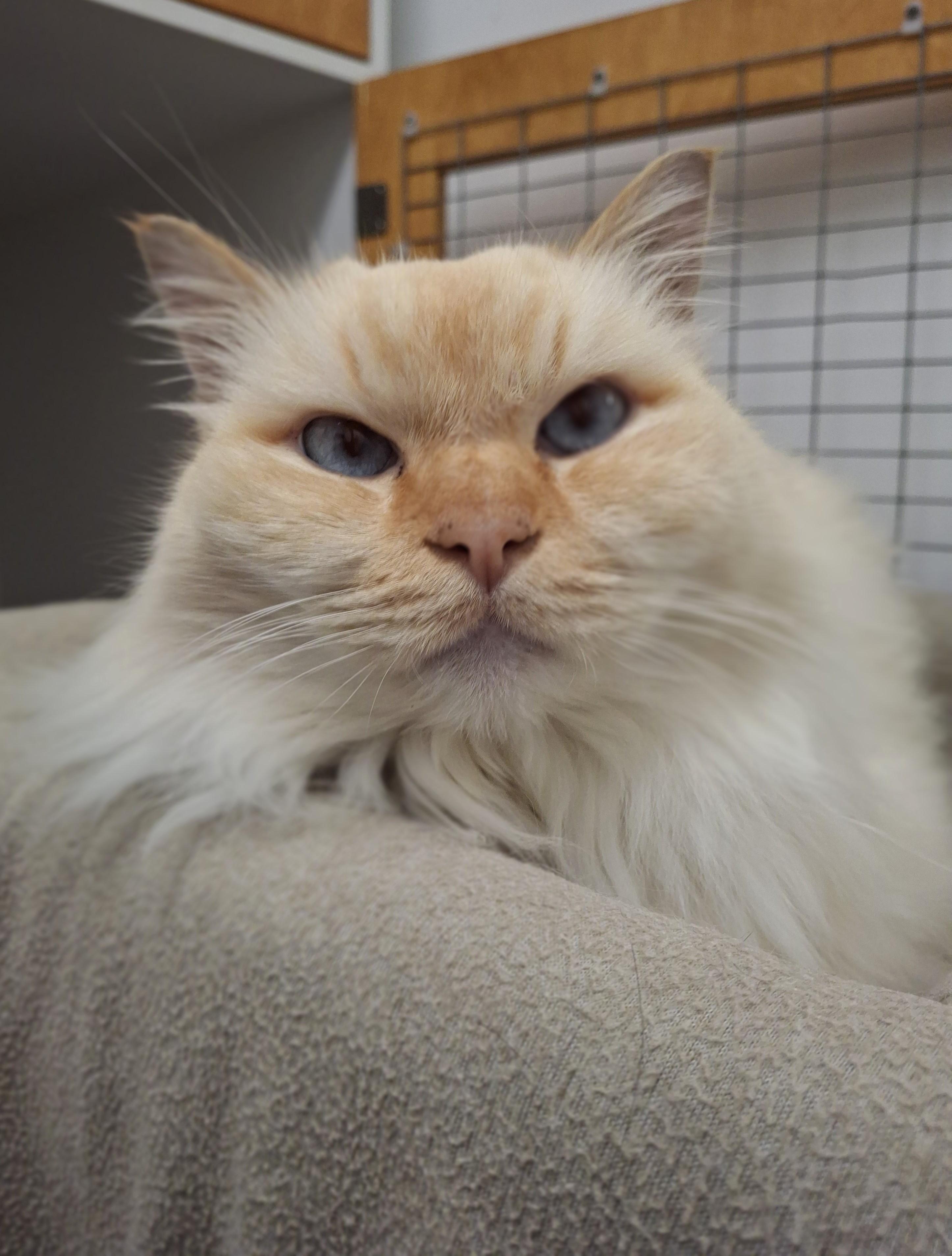 Enlarge Wilbur, a ADOPTABLE Domestic Long Hair in Victoria, BC image 1/2