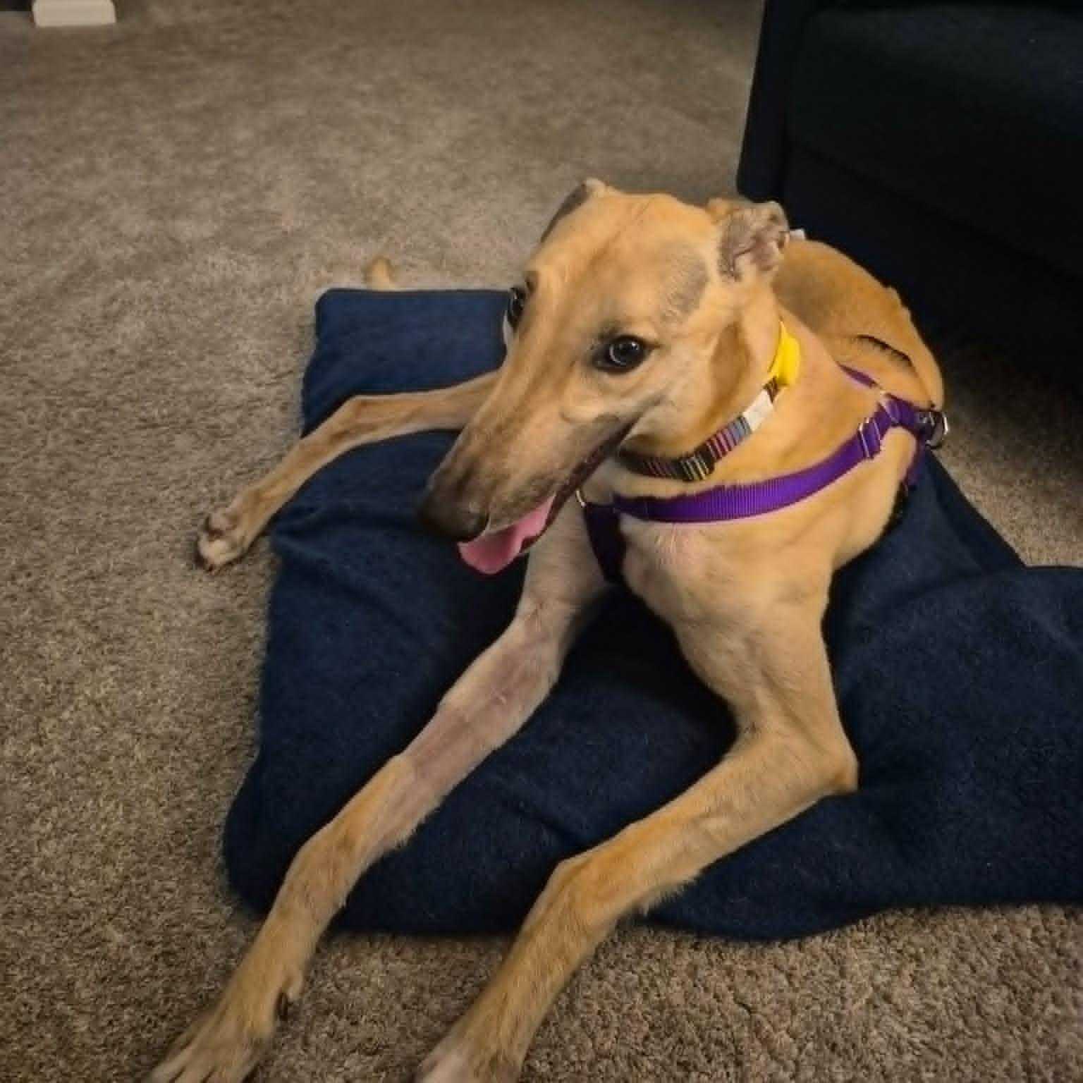 Shardogs Matt (Matt), adopted, Young Male Greyhound.