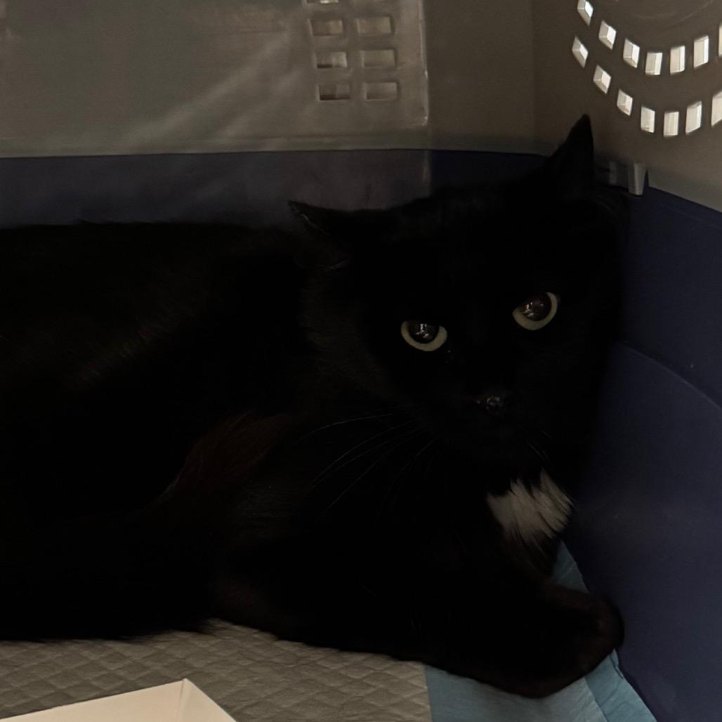 Basil, Adoptable, Adult Female Domestic Medium Hair.