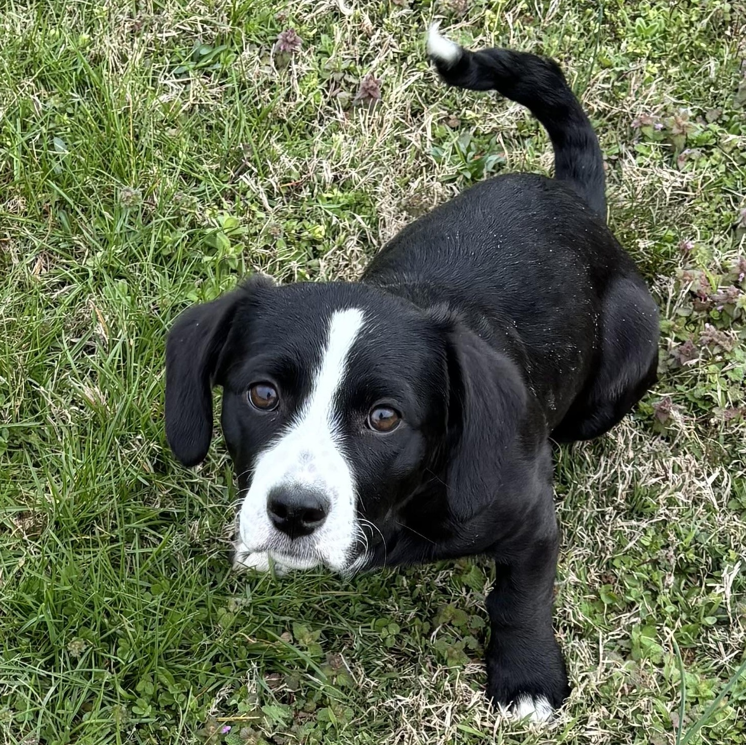 Enlarge Liberty, a ADOPTABLE mixed breed in Louisville, KY image 2/2