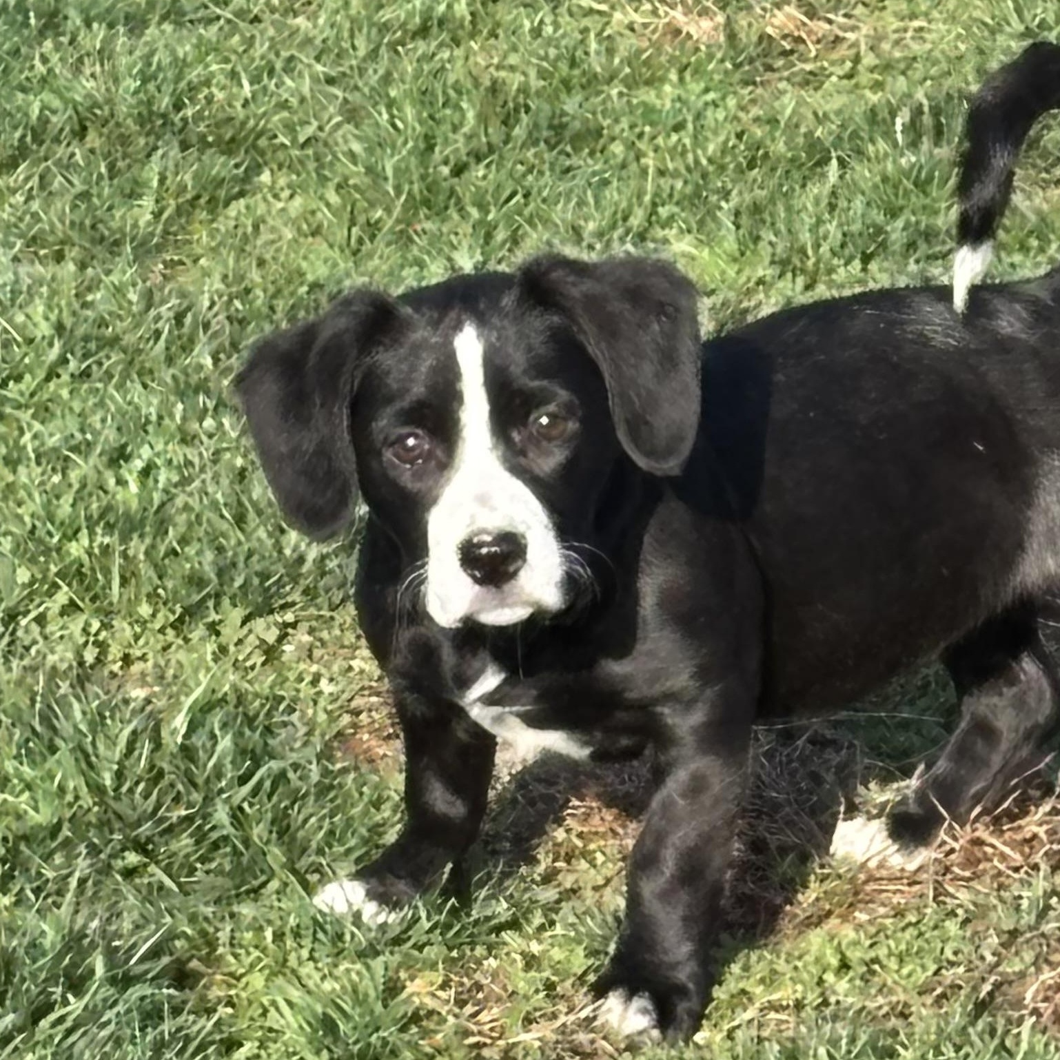 Enlarge Liberty, a ADOPTABLE mixed breed in Louisville, KY image 1/2