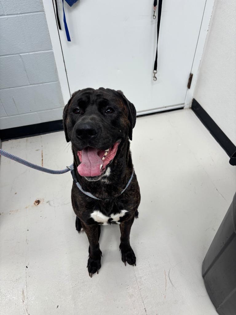 Bubby, Adoptable, Young Male Hound & Mastiff.
