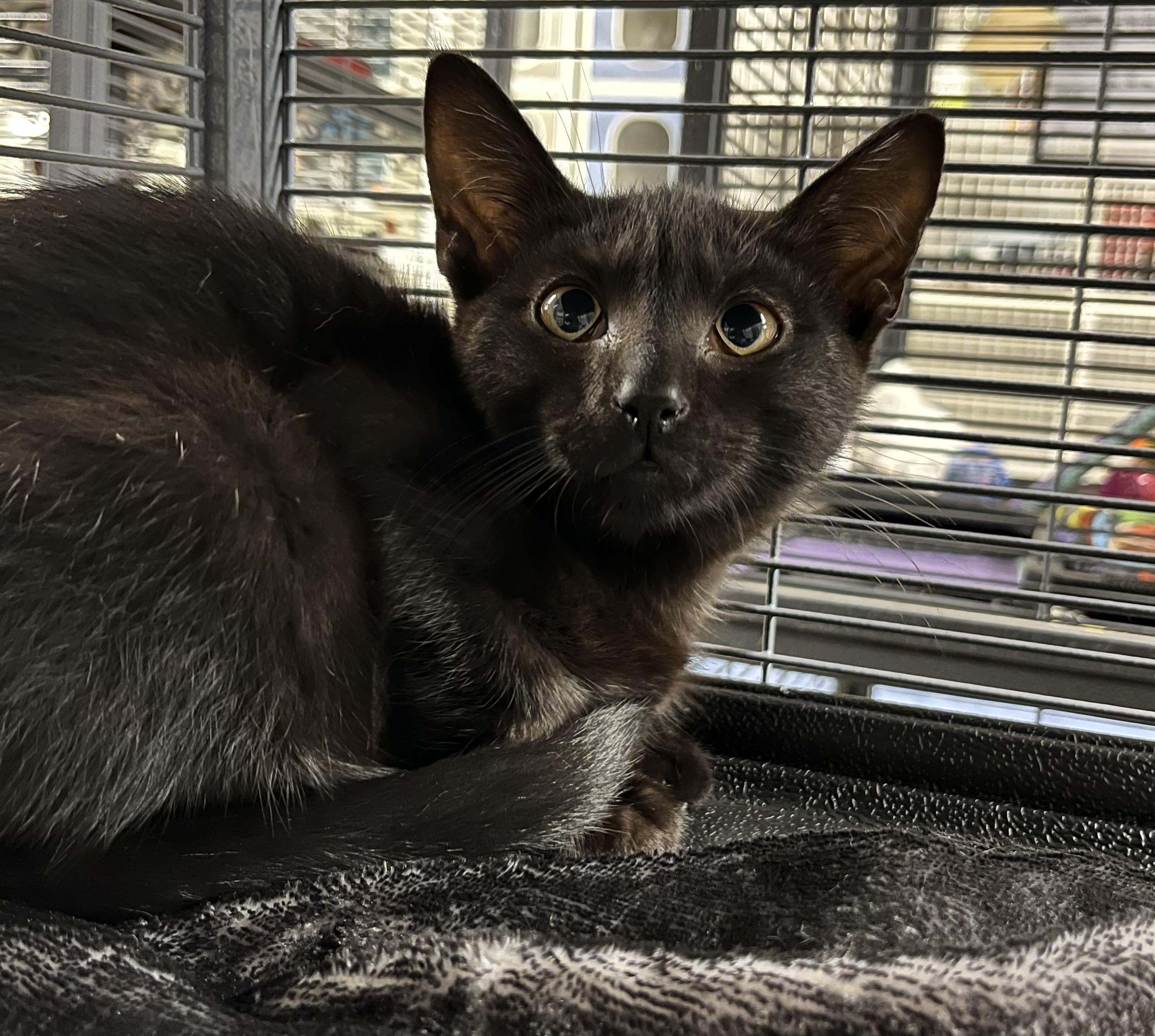 Enlarge BooBoo, a Adoptable Domestic Short Hair in Seville, OH image 2/2