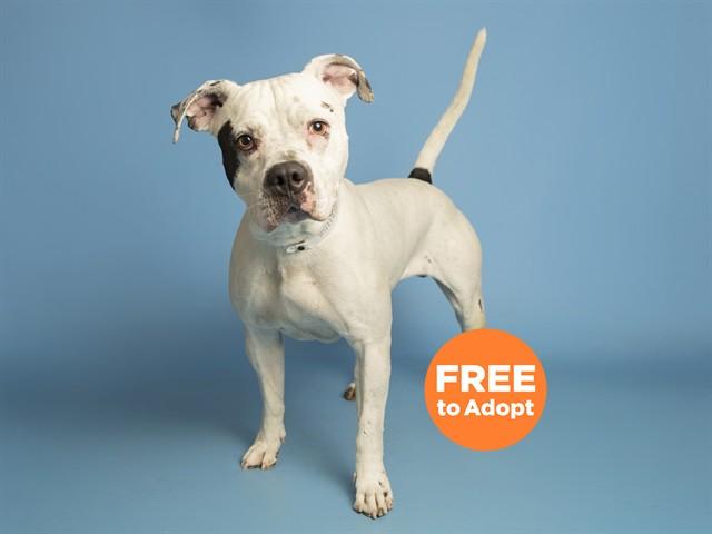 RAMON, Adoptable, Young Male Pit Bull Terrier.
